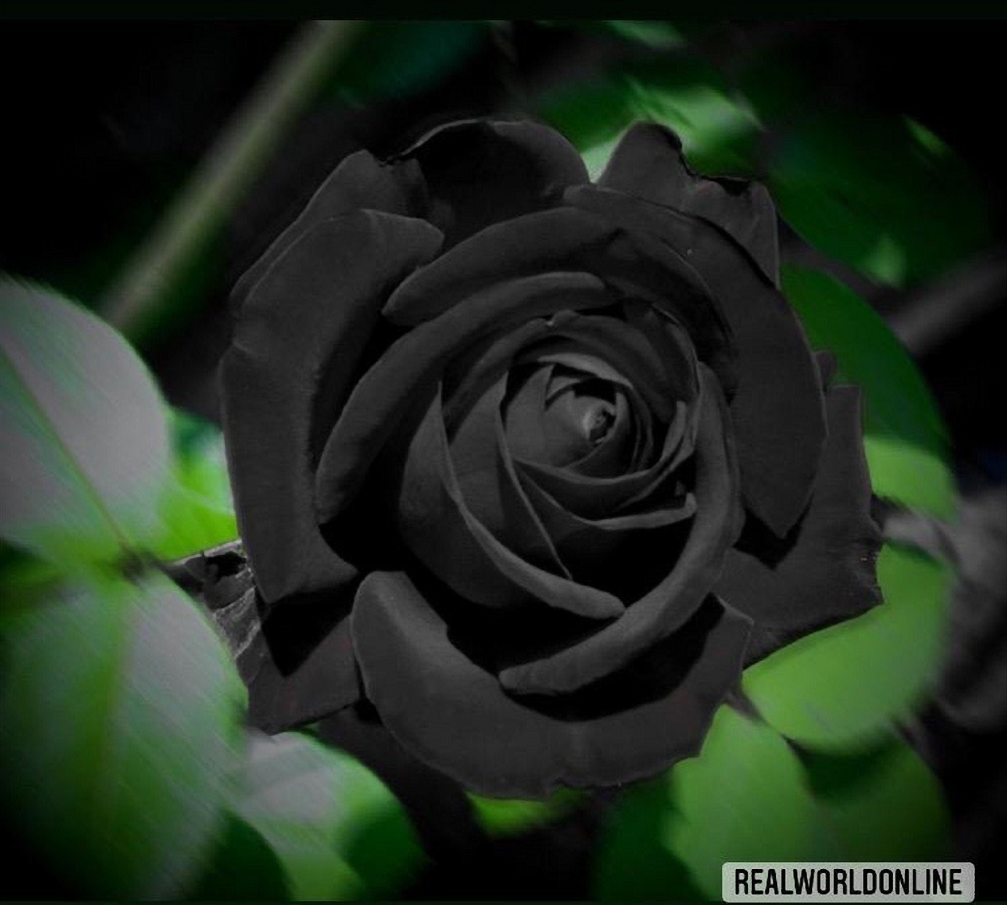 SEMI ROSe NERE 50 pcs semi rari di fiore esotico, fiori perenni, rosa rara alta qualità semi selezionati