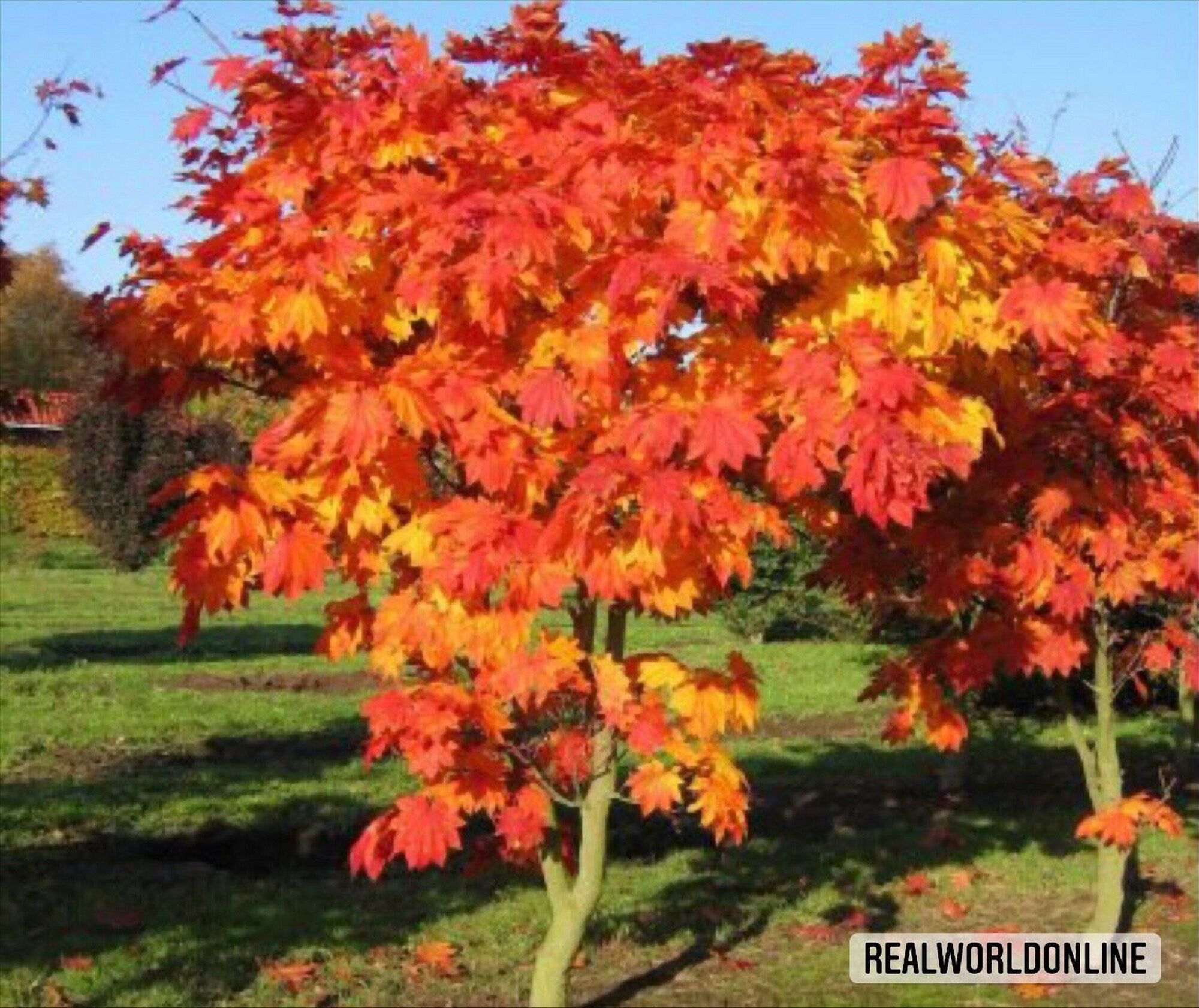 10 semi acer JAPONICUM -acero JAPPONESE seeds rare - alta qualità semi selezionati