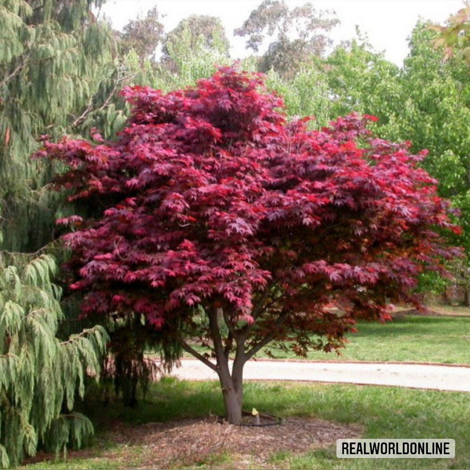 10 semi acer PALMATUM -acero palmato seeds rare - alta qualità semi selezionati