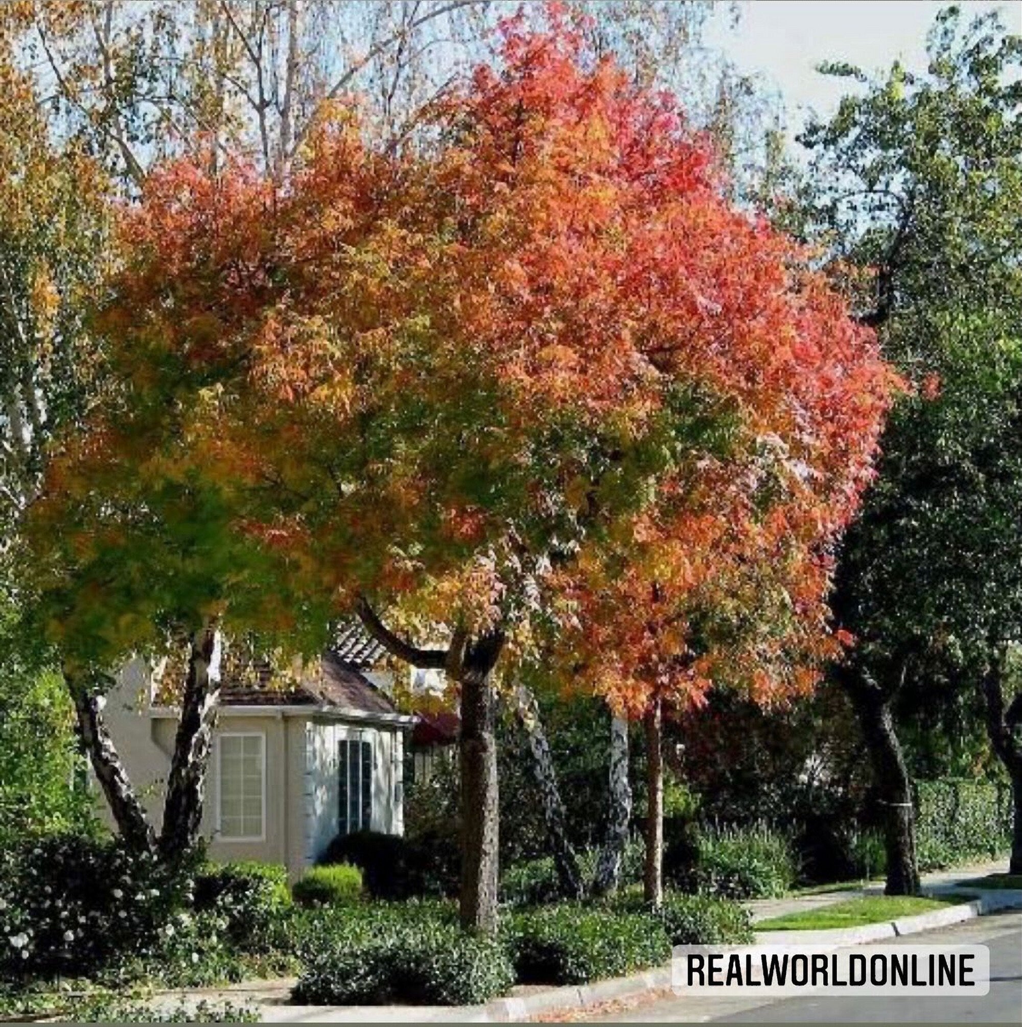 10 semi acero TRIDENTE - semi selezionati acer seeds rare - alta qualità semi selezionati