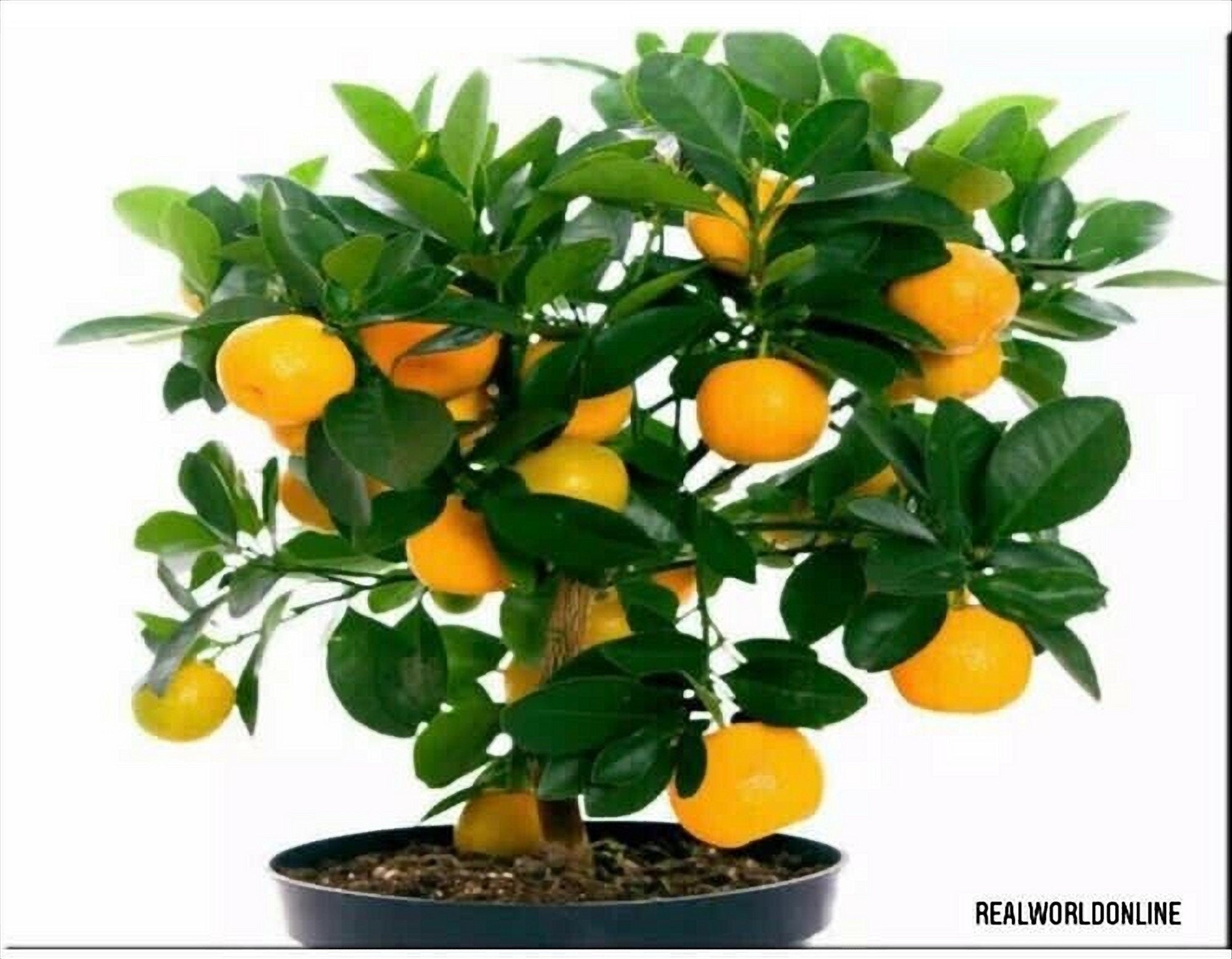 10 semi rari mandarino nano biologic dulce sweet clementine albero bonsai pianta frutto - seeds rare - alta qualità semi selezionati