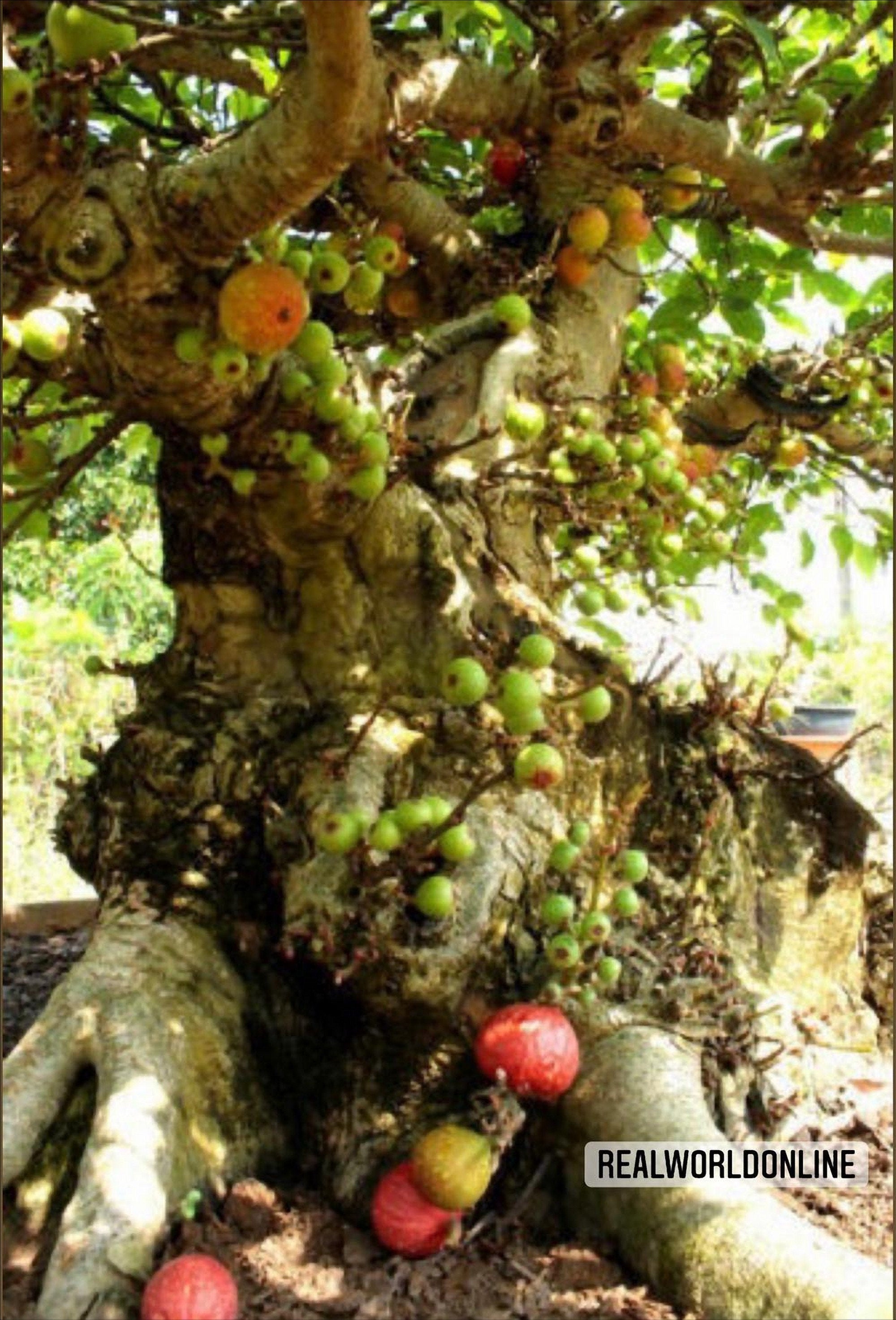 10 semi di FICUS RACEMOSA - seeds FICO - alta qualità semi selezionati - pianta semi top