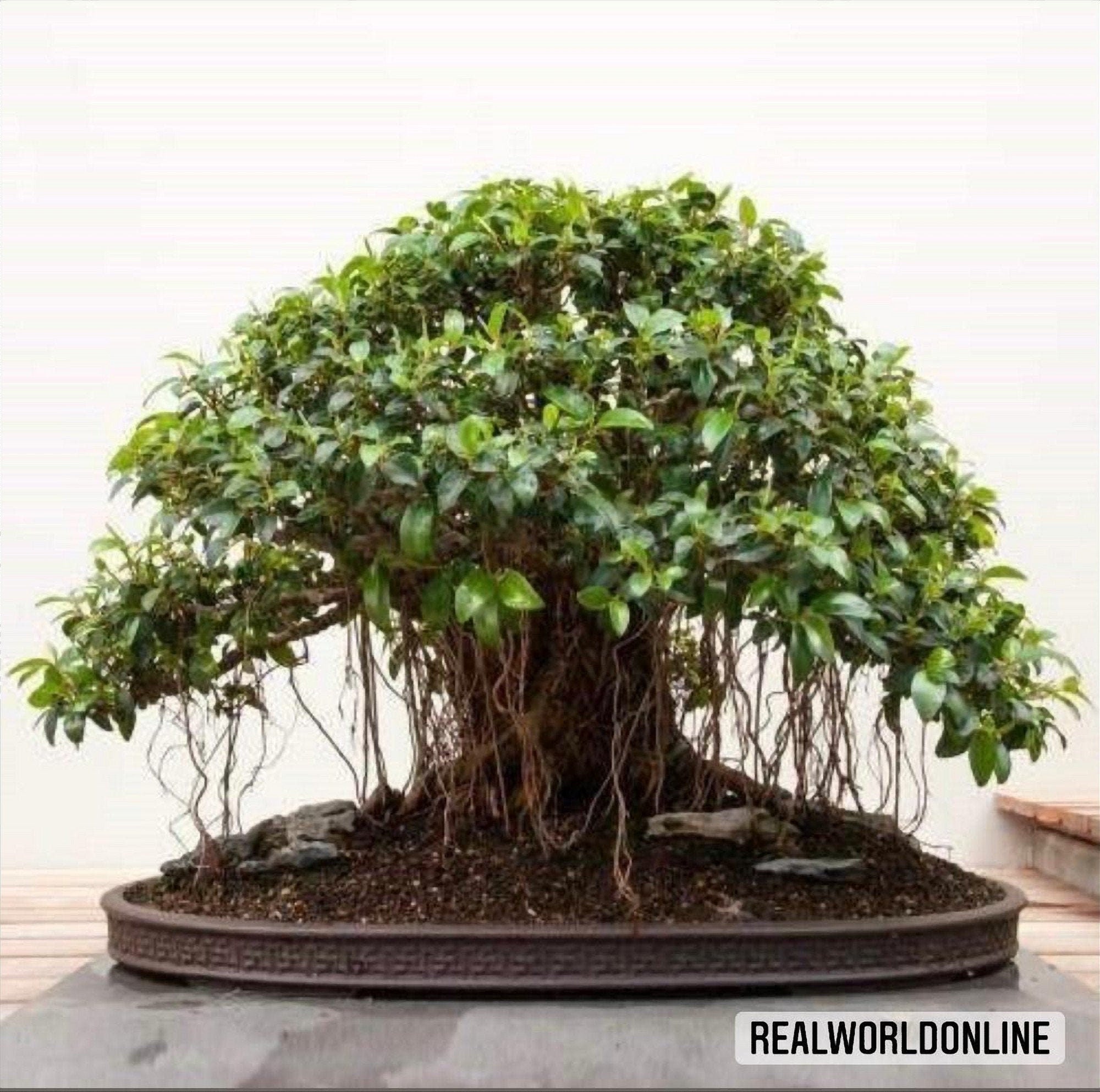 10 semi di FICUS OBLIQUA - fico seeds BONSAI - alta qualità semi selezionati - pianta top