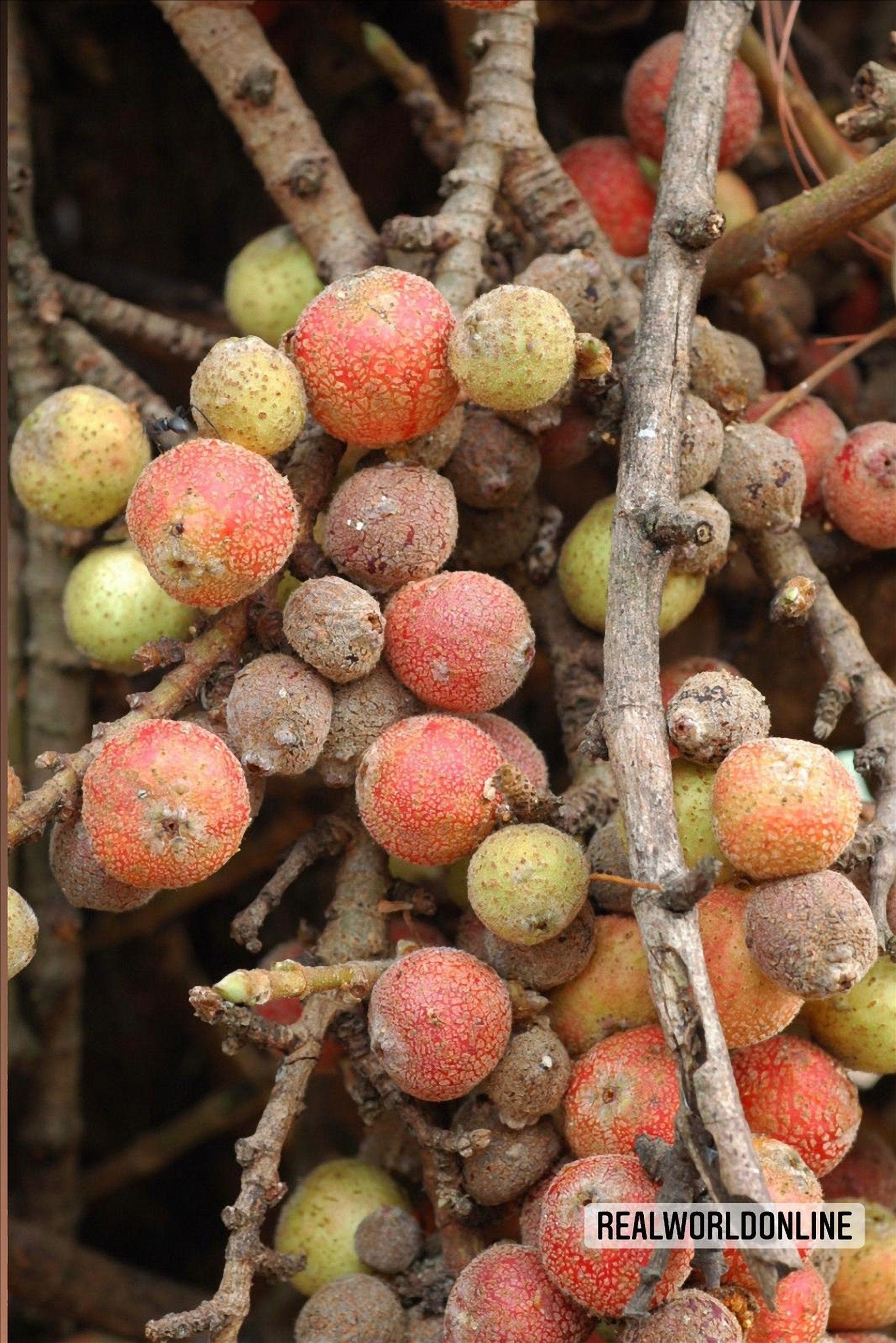 10 semi di FICUS SEMICORDATA - FICO seeds rare - alta qualità semi selezionati - pianta top