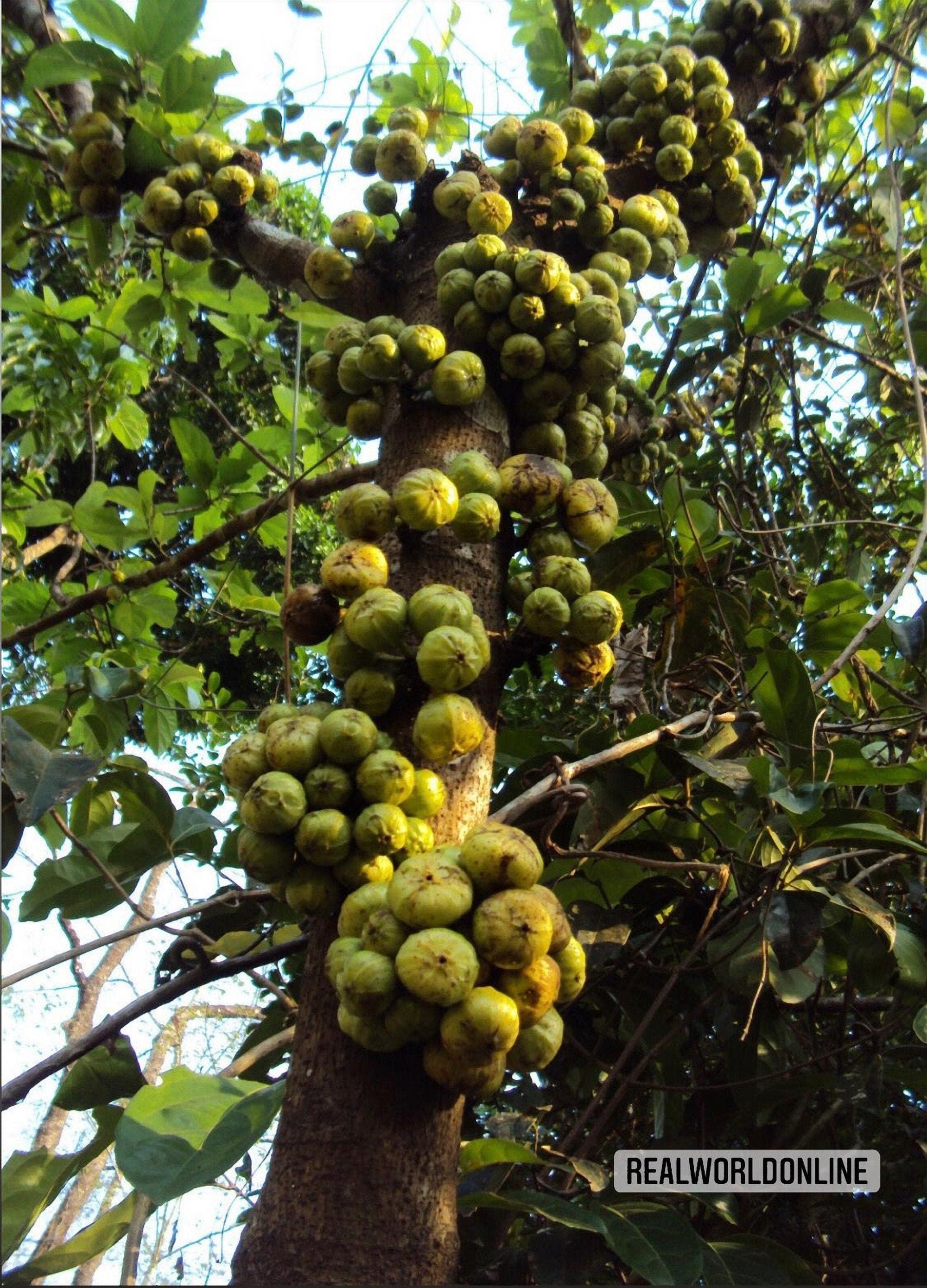 10 semi di FICUS HISPIDA - FICO seeds rare - alta qualità semi selezionati - pianta seeds top