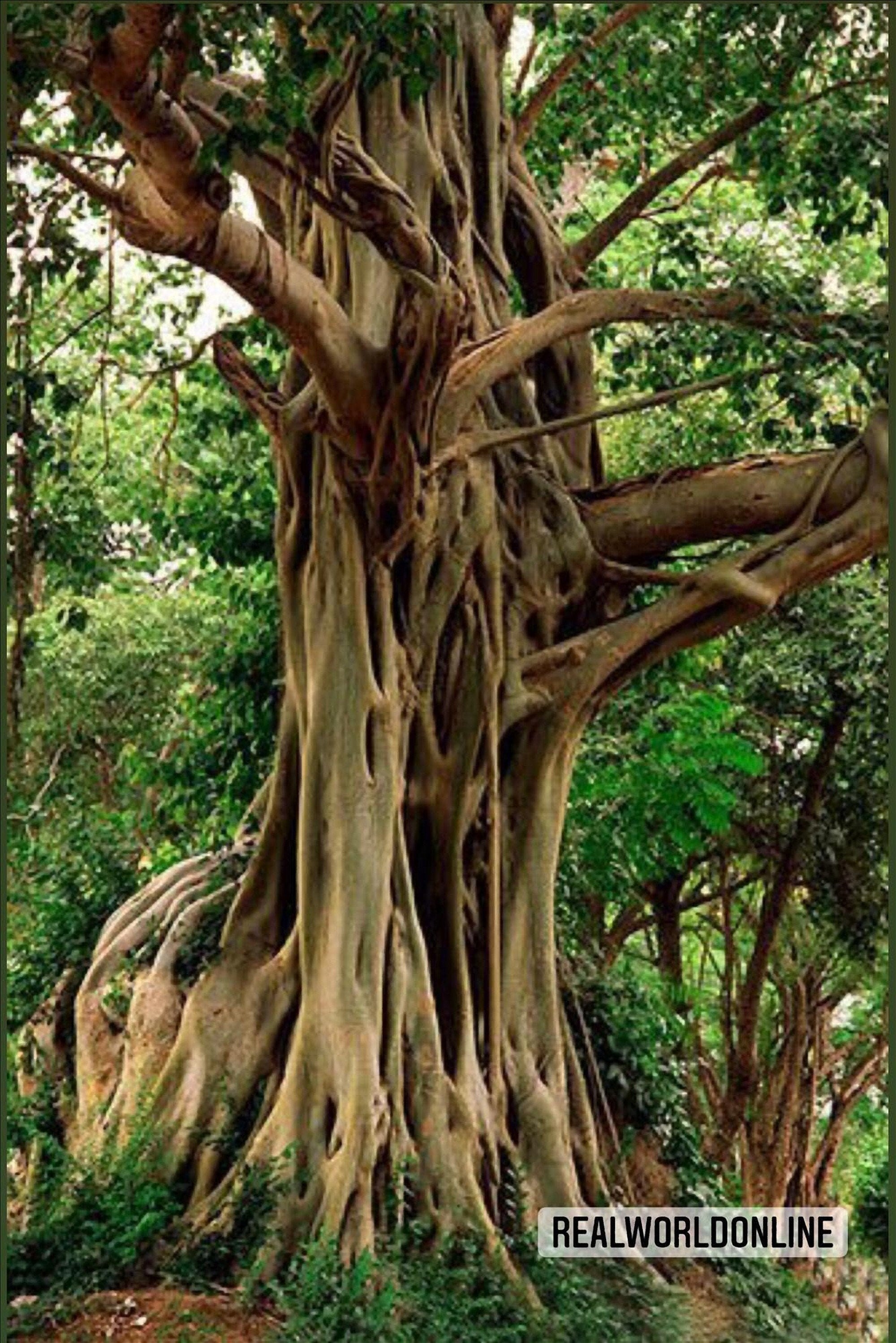 10 semi di FICUS VIRENS - FICO seeds rare - alta qualità semi selezionati - pianta top