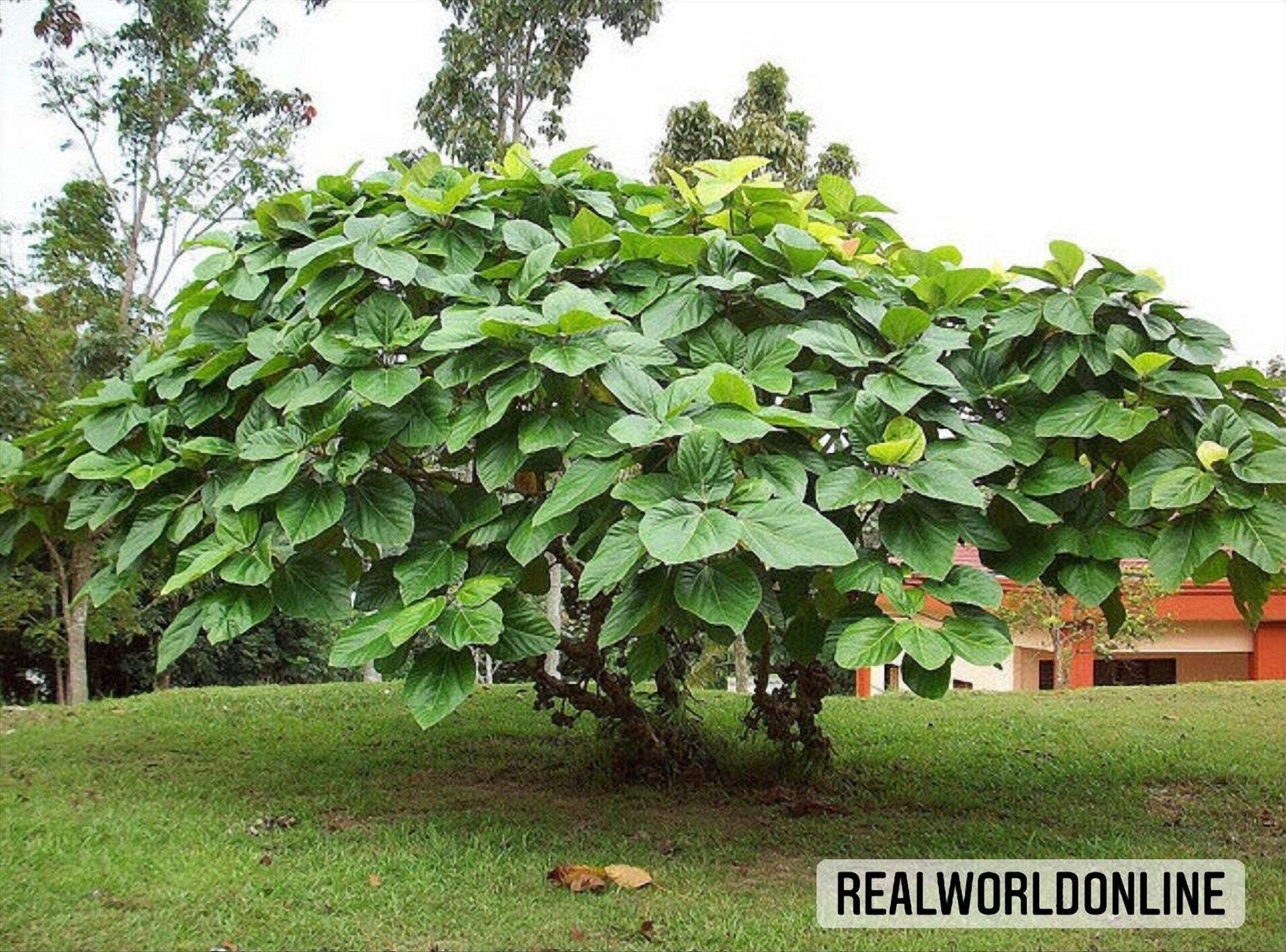 10 semi di FICUS AURICULATA - FICO seeds rare - alta qualità semi selezionati - pianta top