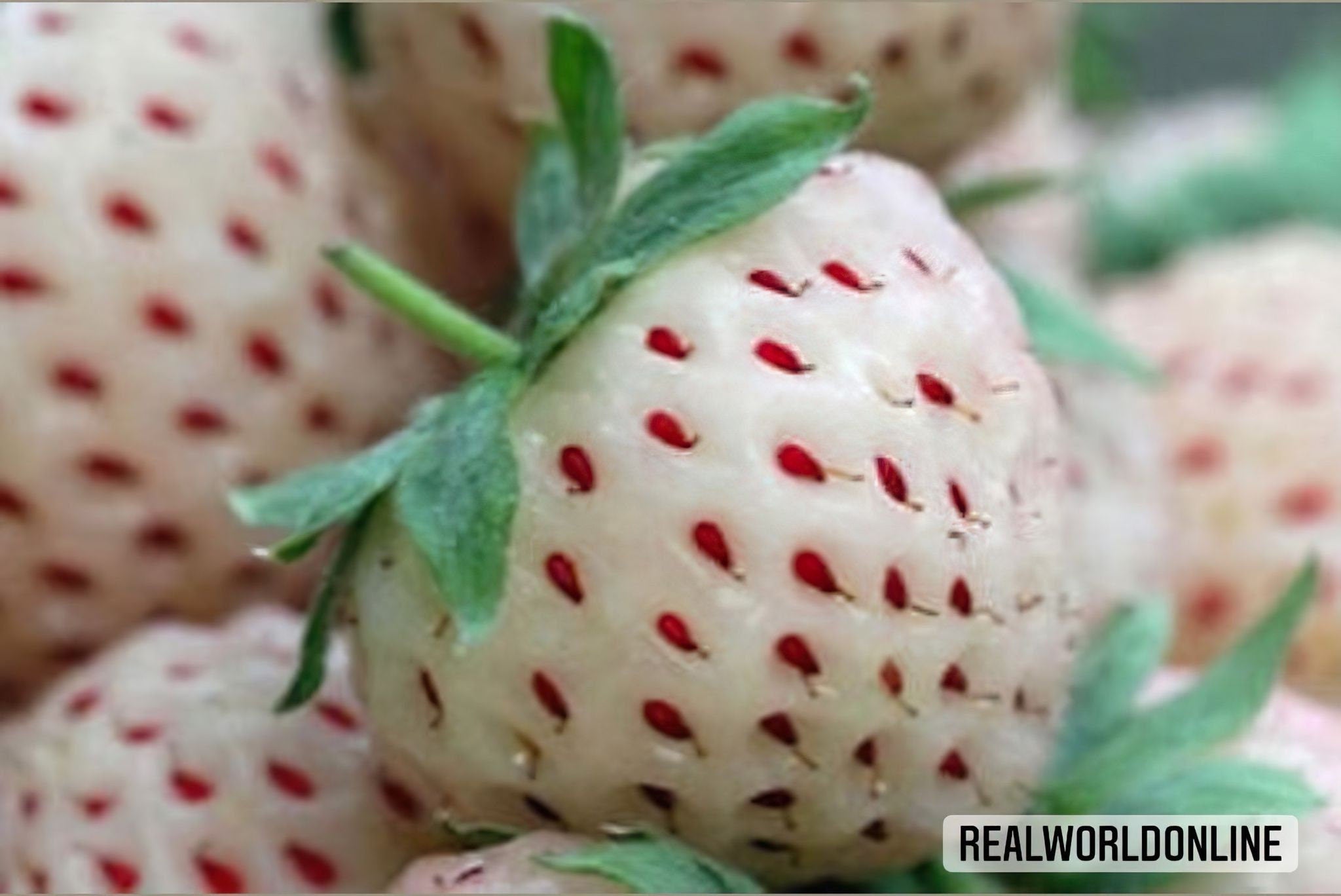 10 semi di WHITE PINEBERRY - fragola bianca ANANAS - alta qualità semi selezionati - pianta tropicale top