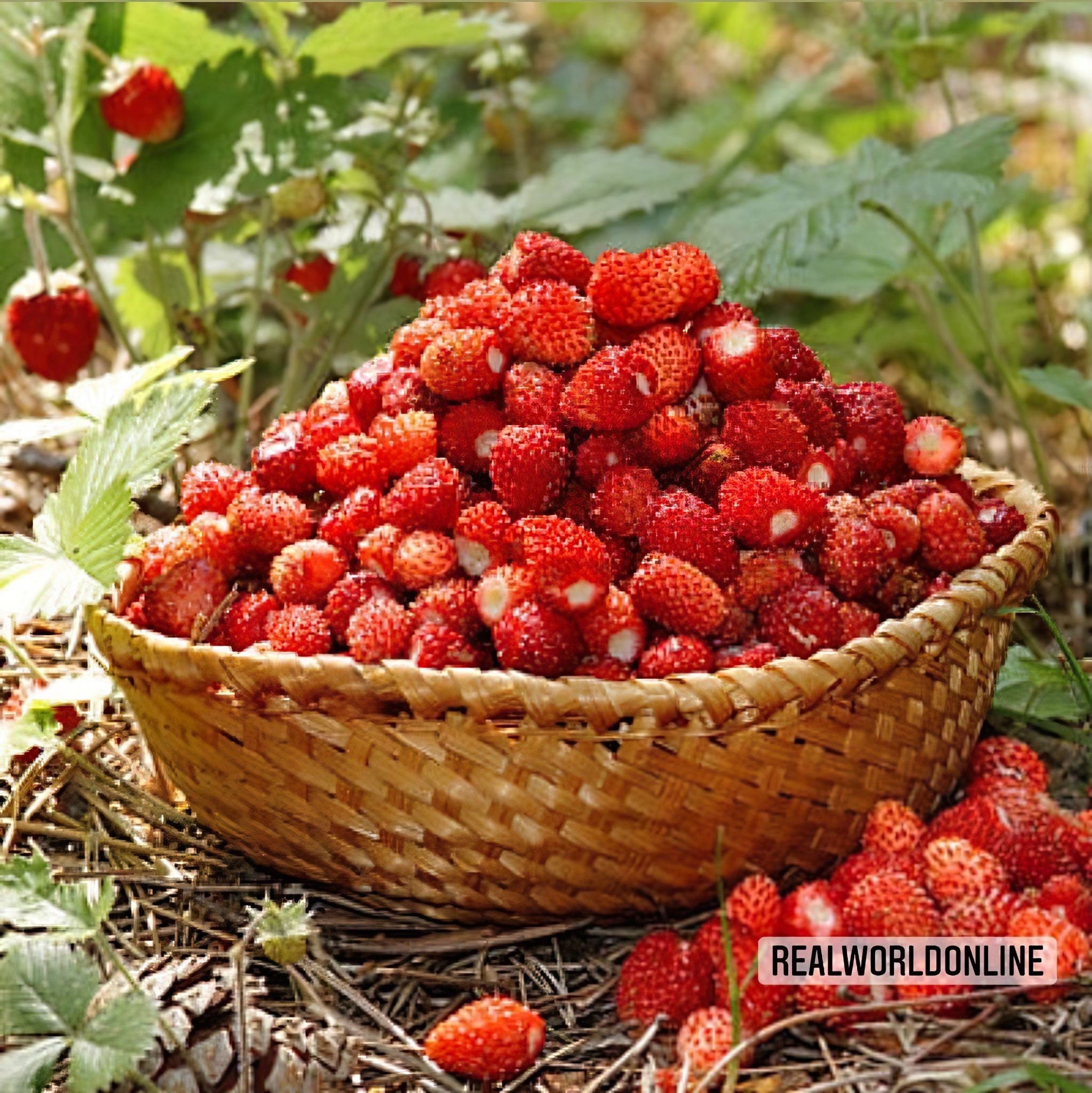 10 semi FRAGOLA di bosco regina delle valli - STRAWBERRY ALPINE - alta qualità semi selezionati - pianta tropicale top