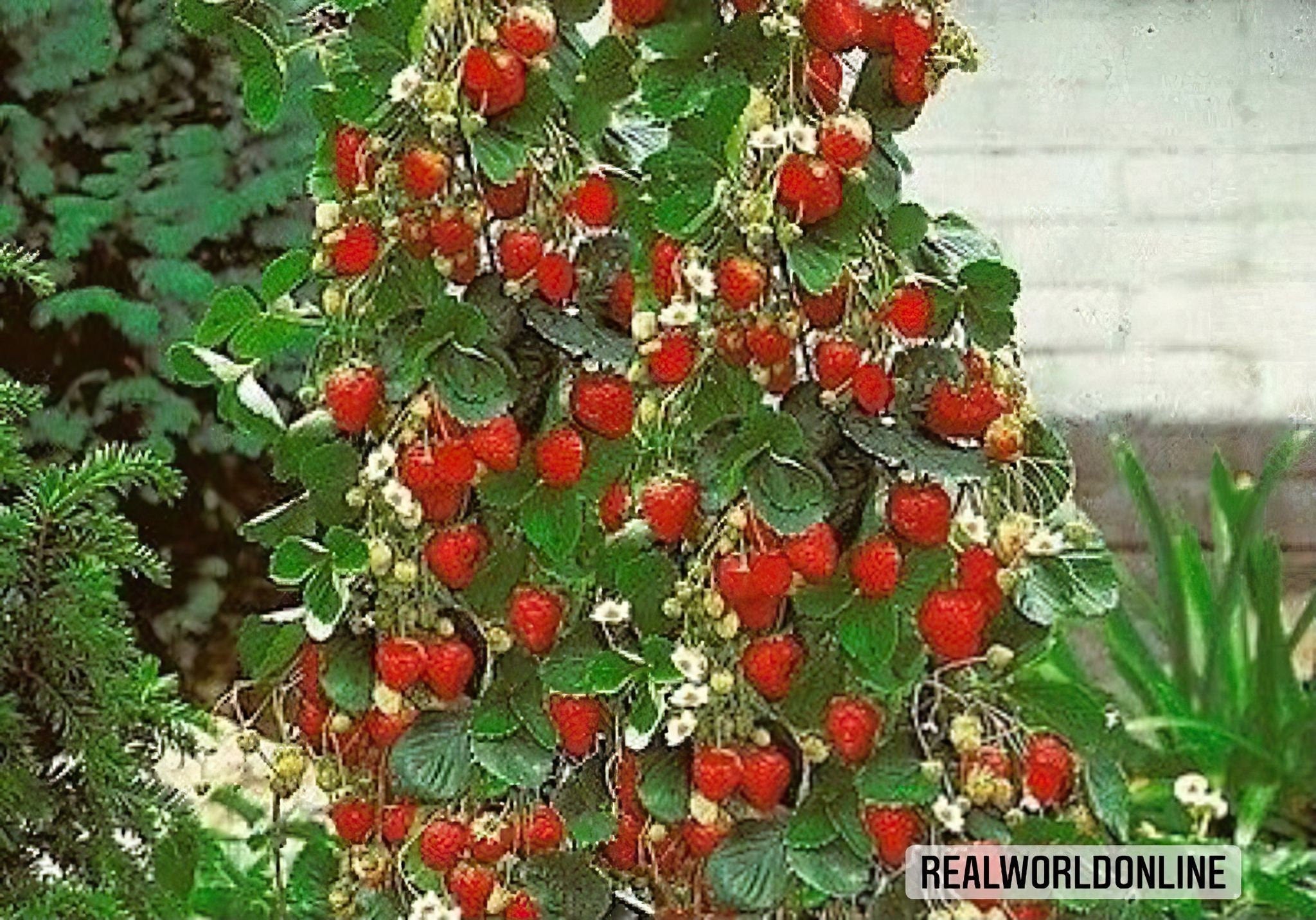 10 semi di FRAGARIA ananassa - FRAGOLA RAMPICANTE - alta qualità semi selezionati - pianta tropicale top