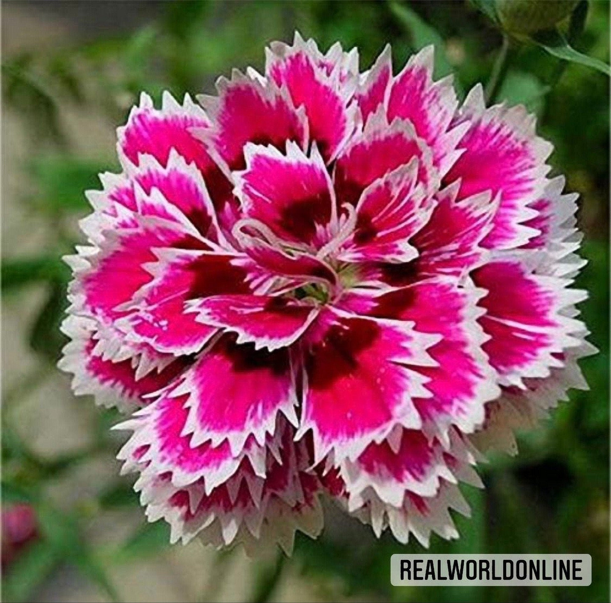 50 semi di GAROFANO CINESE bianco-rosa - fiori - fiore di garofano - alta qualità semi selezionati - pianta tropicale top