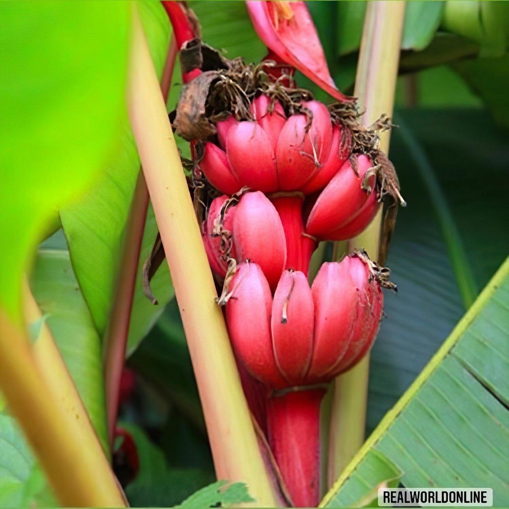 10 SEMI BANANA ROSSA + musa velutina red -seeds banane - alta qualità semi selezionati - pianta tropicale top