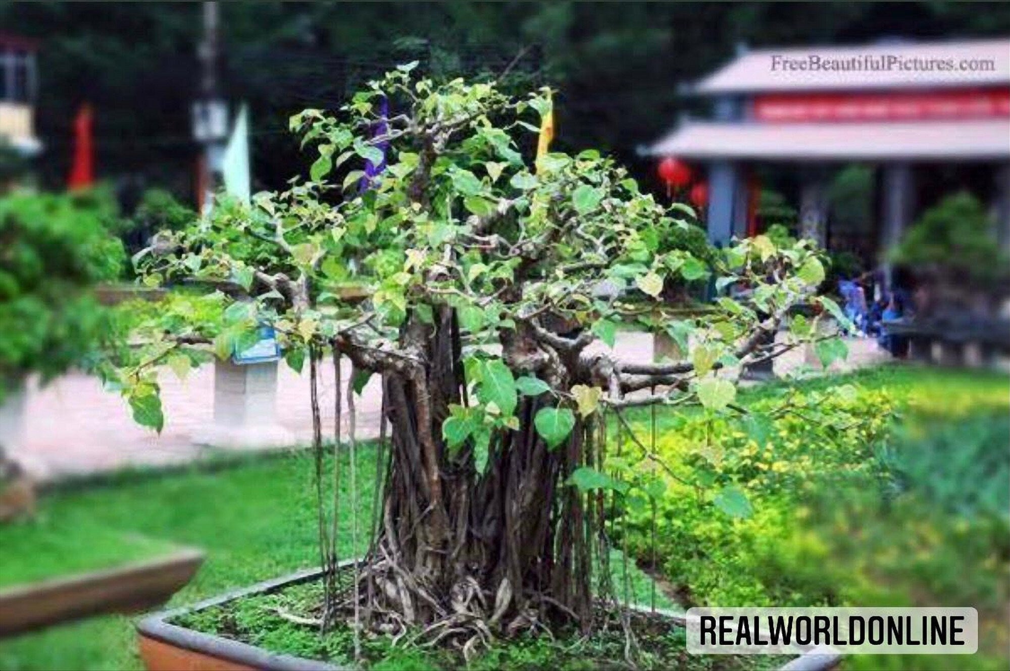 10 semi di FICUS RELIGIOSA - fico BONSAI seeds - alta qualità semi selezionati - pianta top