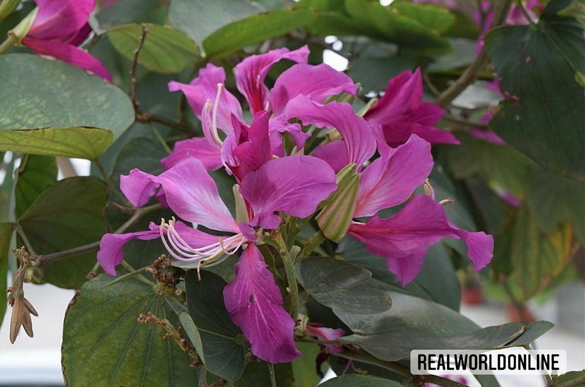 10 semi di BAUHINIA PURPUREA - albero ORCHIDEA - orchidee - alta qualità semi selezionati top