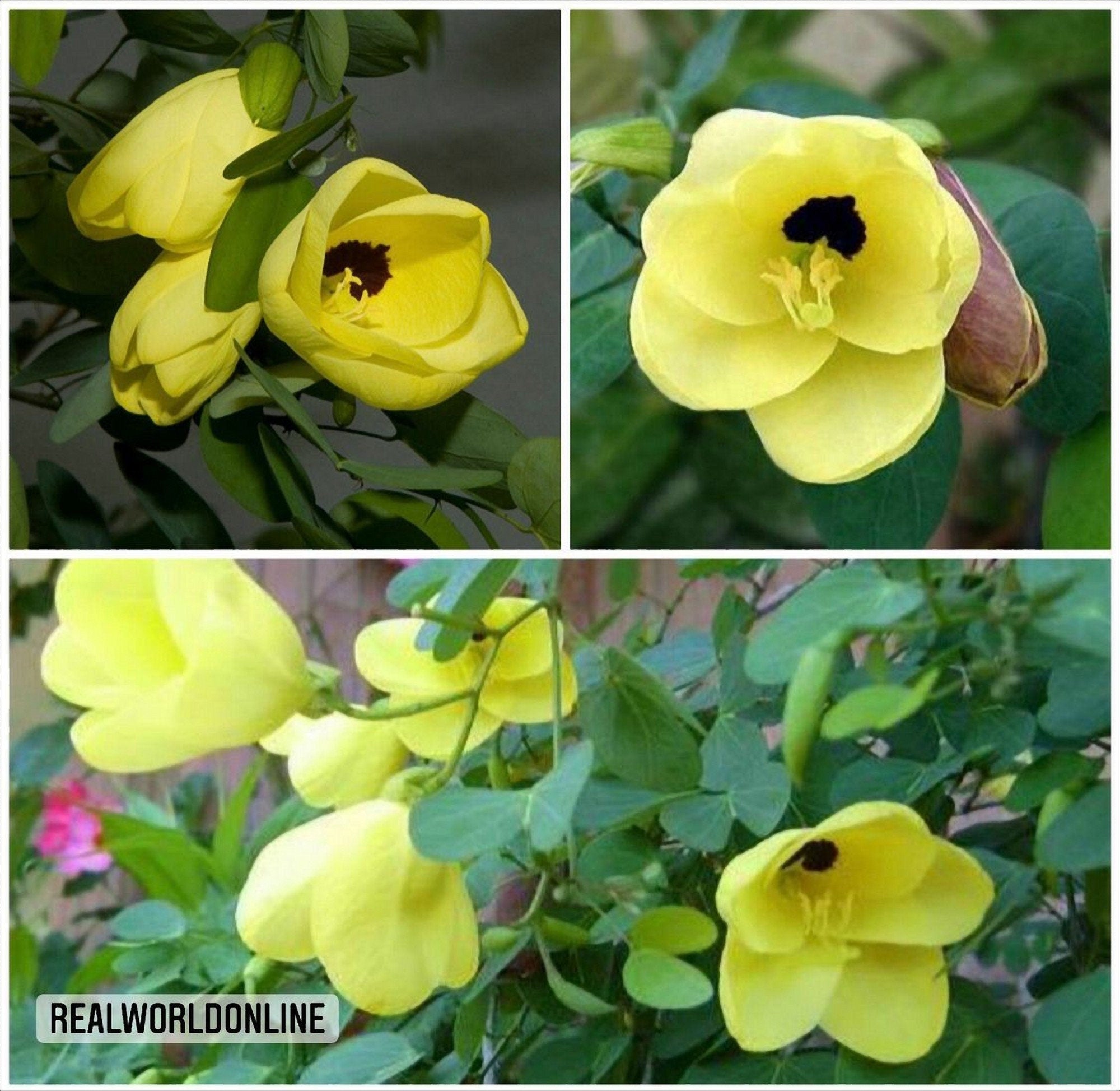 10 semi di BAUHINIA RETUSA - albero ORCHIDEA - orchidee - alta qualità semi selezionati top