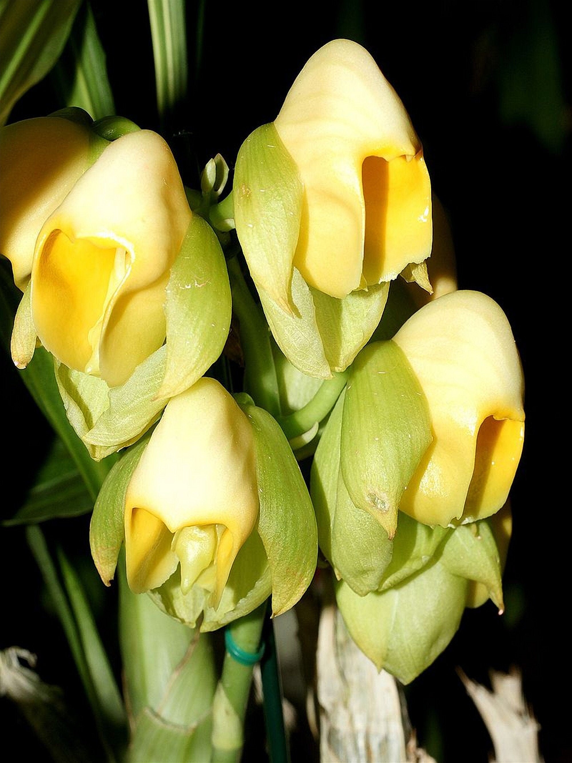 10 semi di CATASETUM - ORCHIDEA - orchidee - alta qualità semi selezionati top