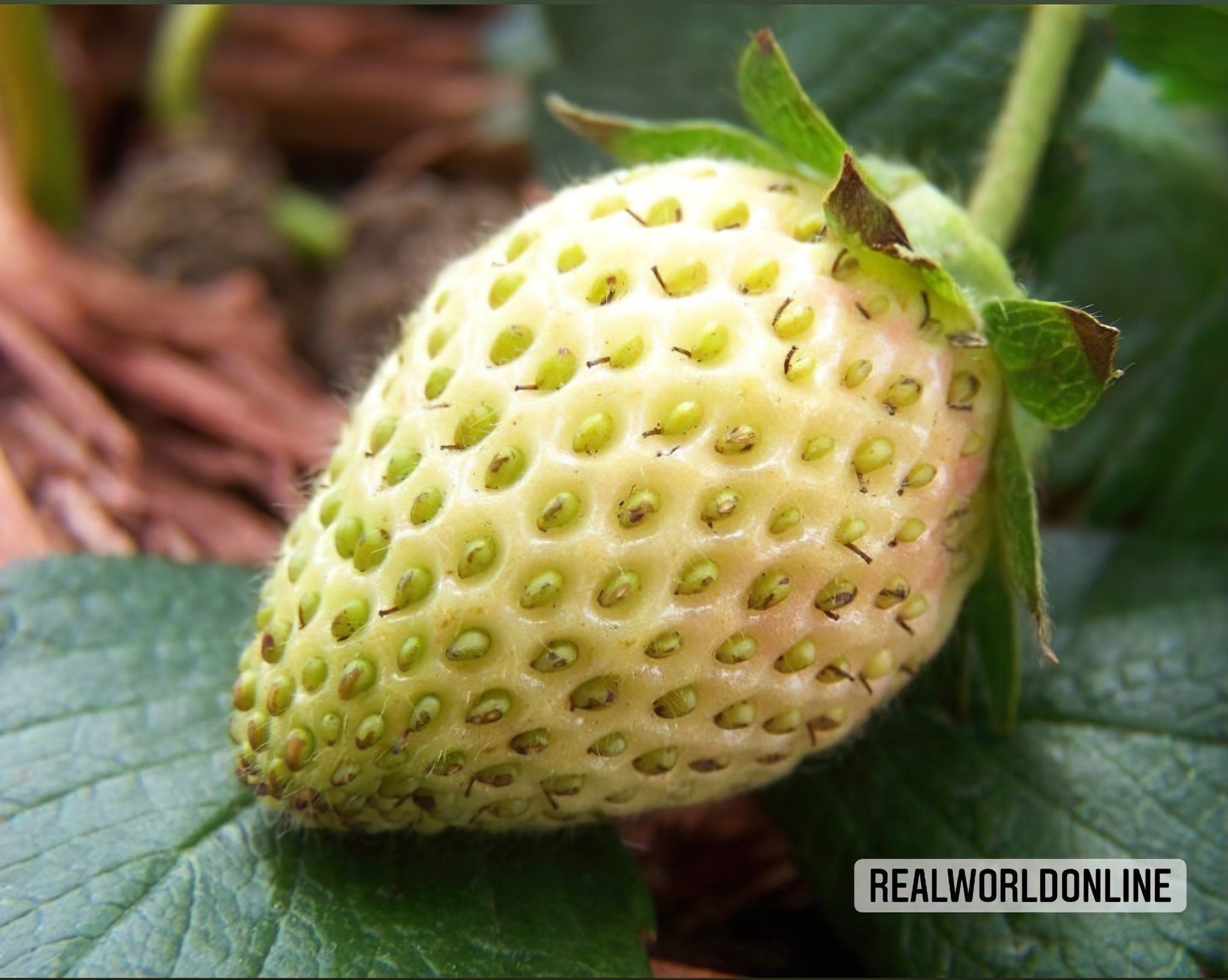 10 semi di STRAWBERRY FRAGARIA YELLOW - fragola gialla - alta qualità semi selezionati - pianta tropicale top