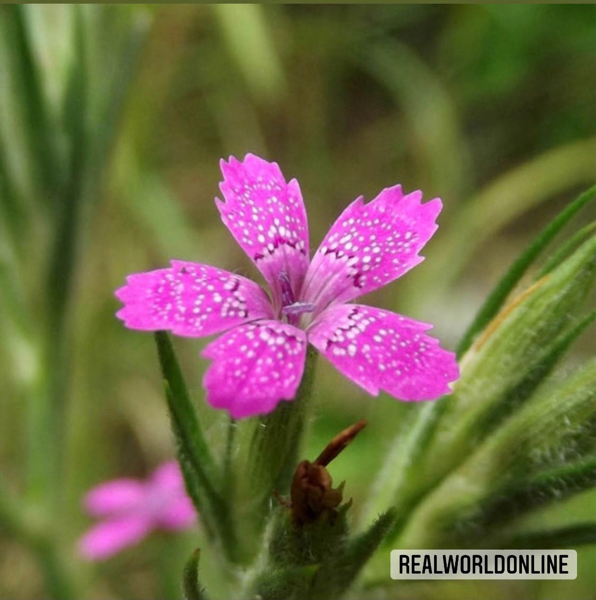 10 semi di DIANTHUS DELTOIDES - fiore di GAROFANO - alta qualità semi selezionati - pianta tropicale top