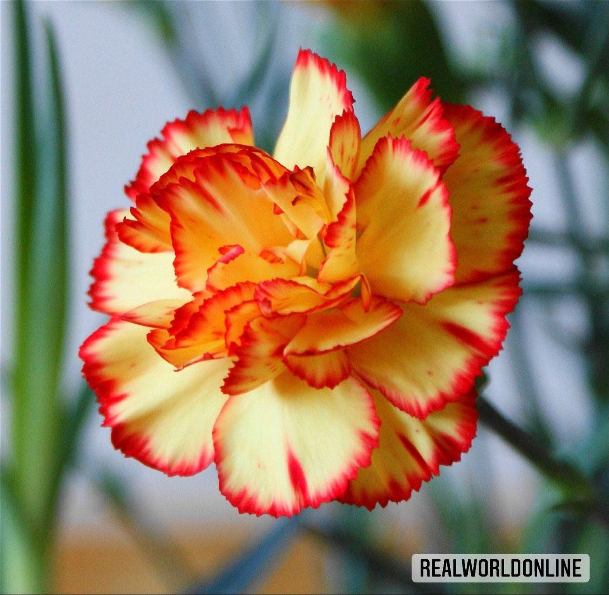 50 semi di GAROFANO ARANCIO - alta qualità semi selezionati - pianta tropicale top