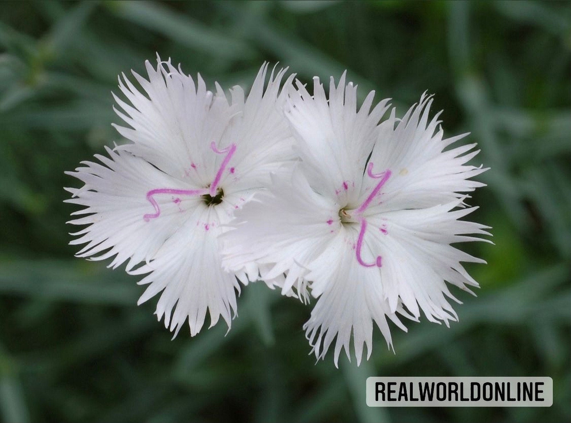 50 semi di DIANTHUS JAPONICUS - fiore di GAROFANO - fiori - fiore di garofano - alta qualità semi selezionati - pianta tropicale top