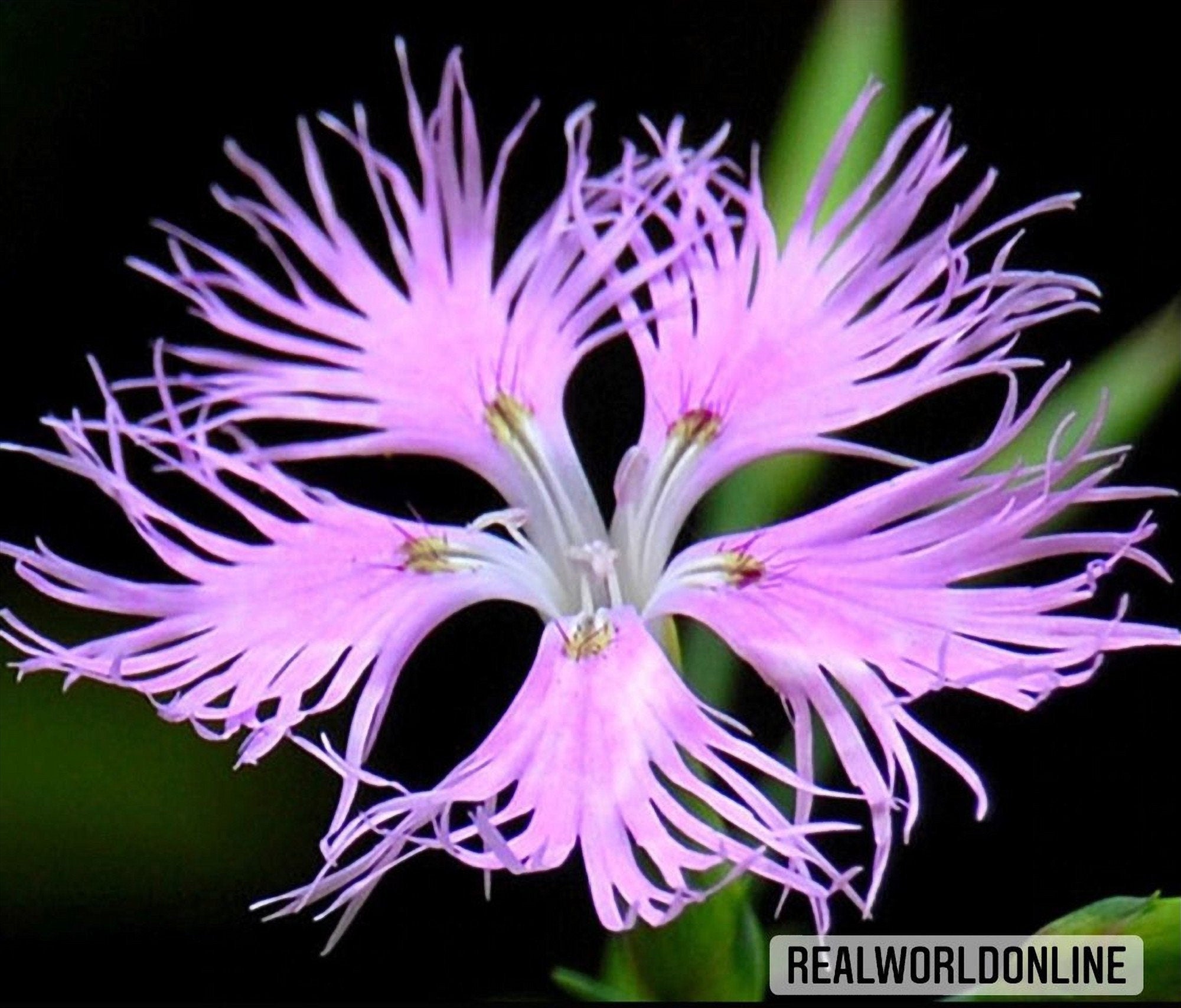 50 semi di DIANTHUS SUPERBUS - fiori - fiore di garofano - alta qualità semi selezionati - pianta tropicale top