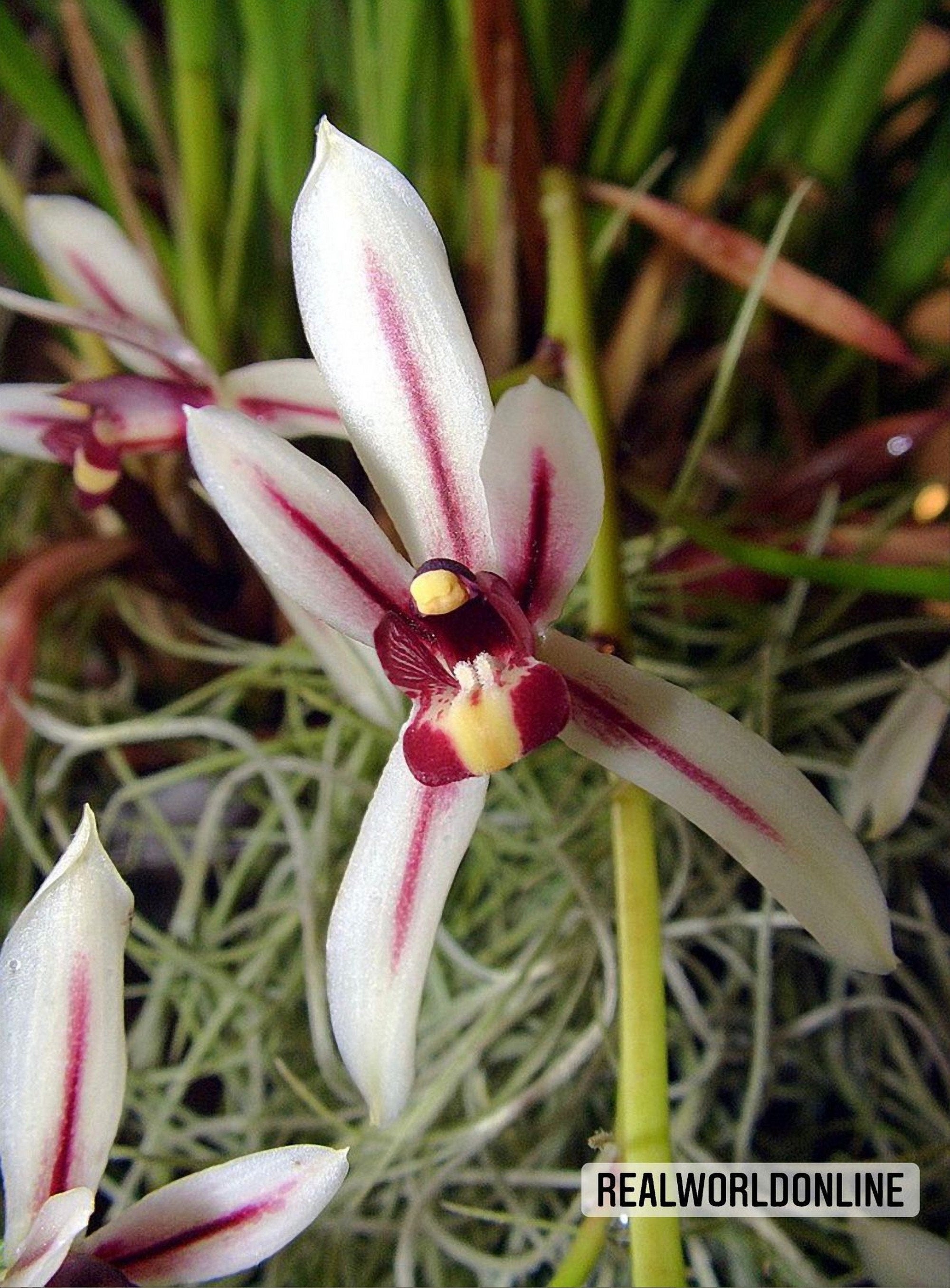 10 semi di CYMBIDIUM DAYANUM ORCHIDEA - orchidee - alta qualità semi selezionati top