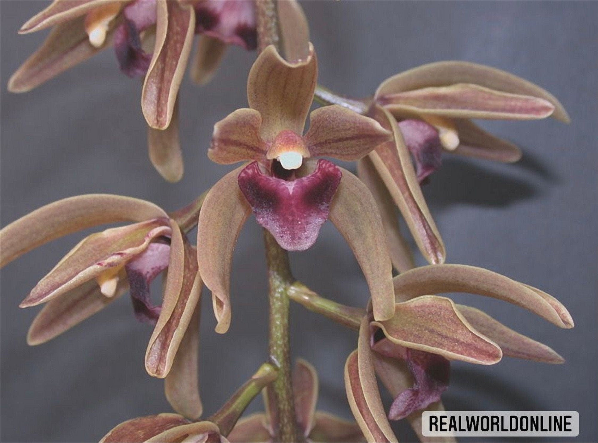 10 semi di CYMBIDIUM DEVONIANUM - ORCHIDEA - orchidee - alta qualità semi selezionati top