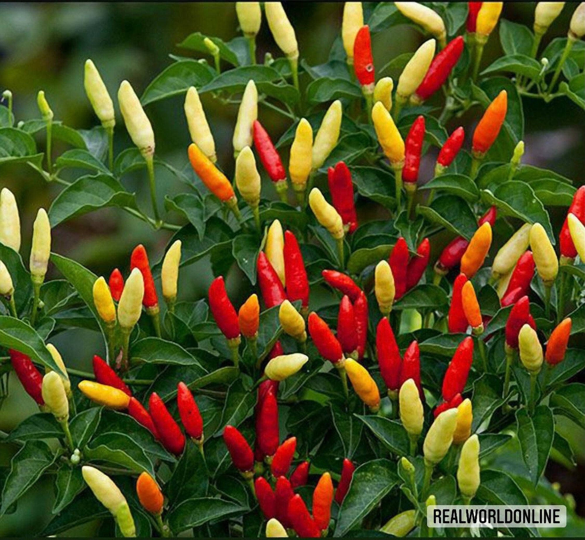 50 semi rari d Peperoncino TABASCO + gratis seeds rare chili - alta qualità semi selezionati - pianta ornamentale top