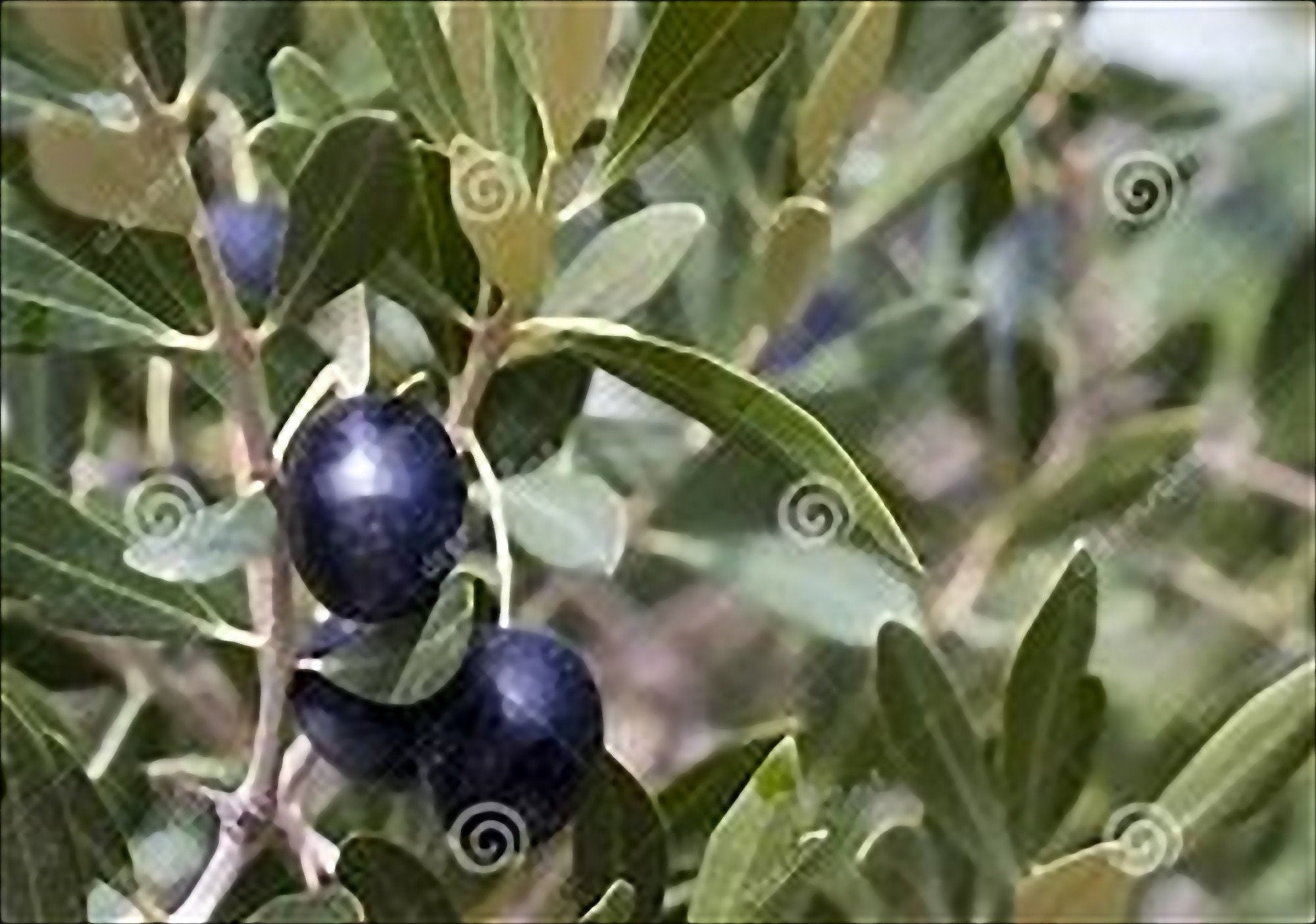 15 semi rari OLIVE PENDOLINO RARISSIMI + gratis seeds rare chili - alta qualità semi selezionati - pianta ornamentale top