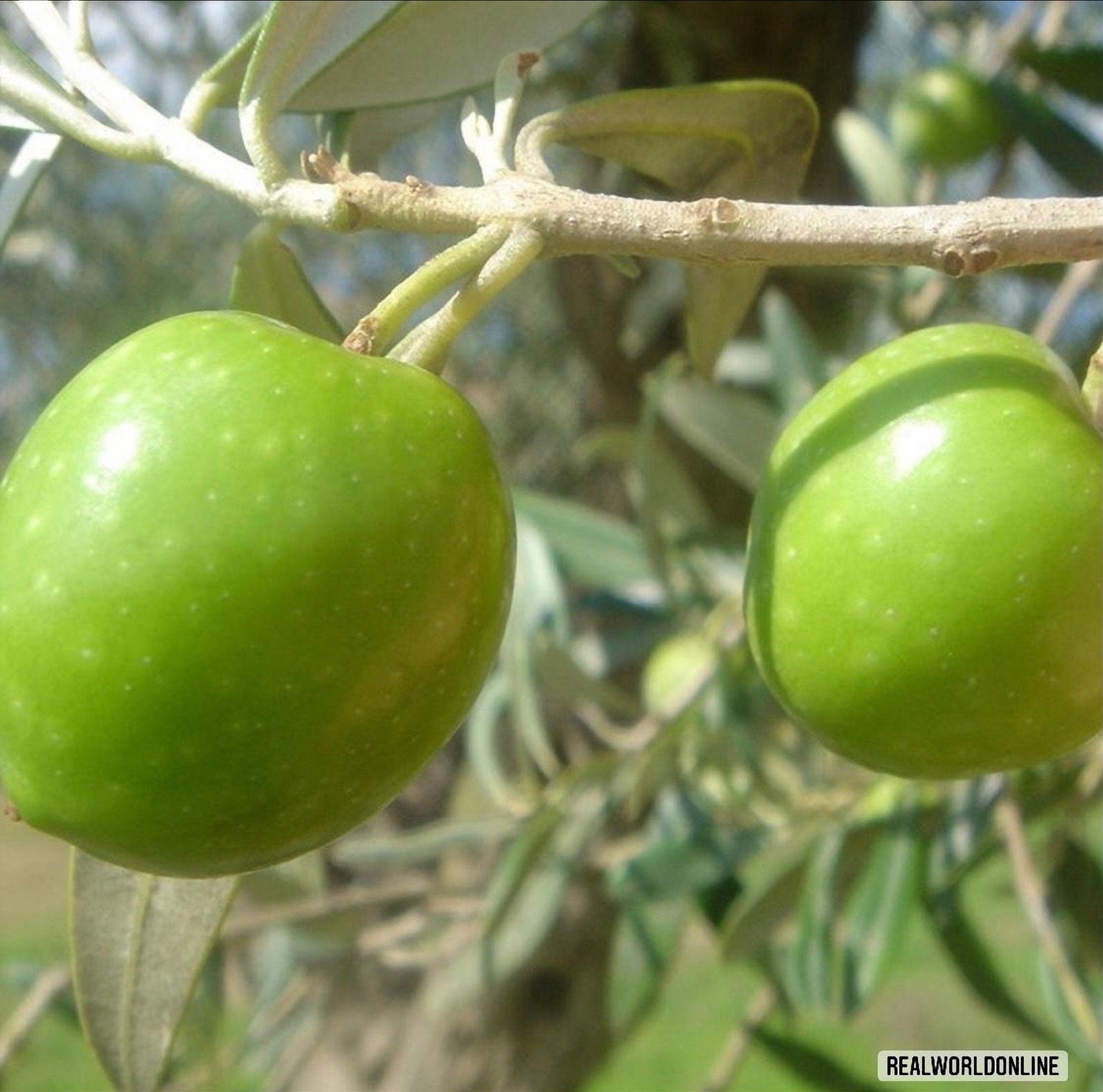 15 semi rari OLIVE NOCELLARA del BELICE + gratis seeds rare - alta qualità semi selezionati - pianta ornamentale top