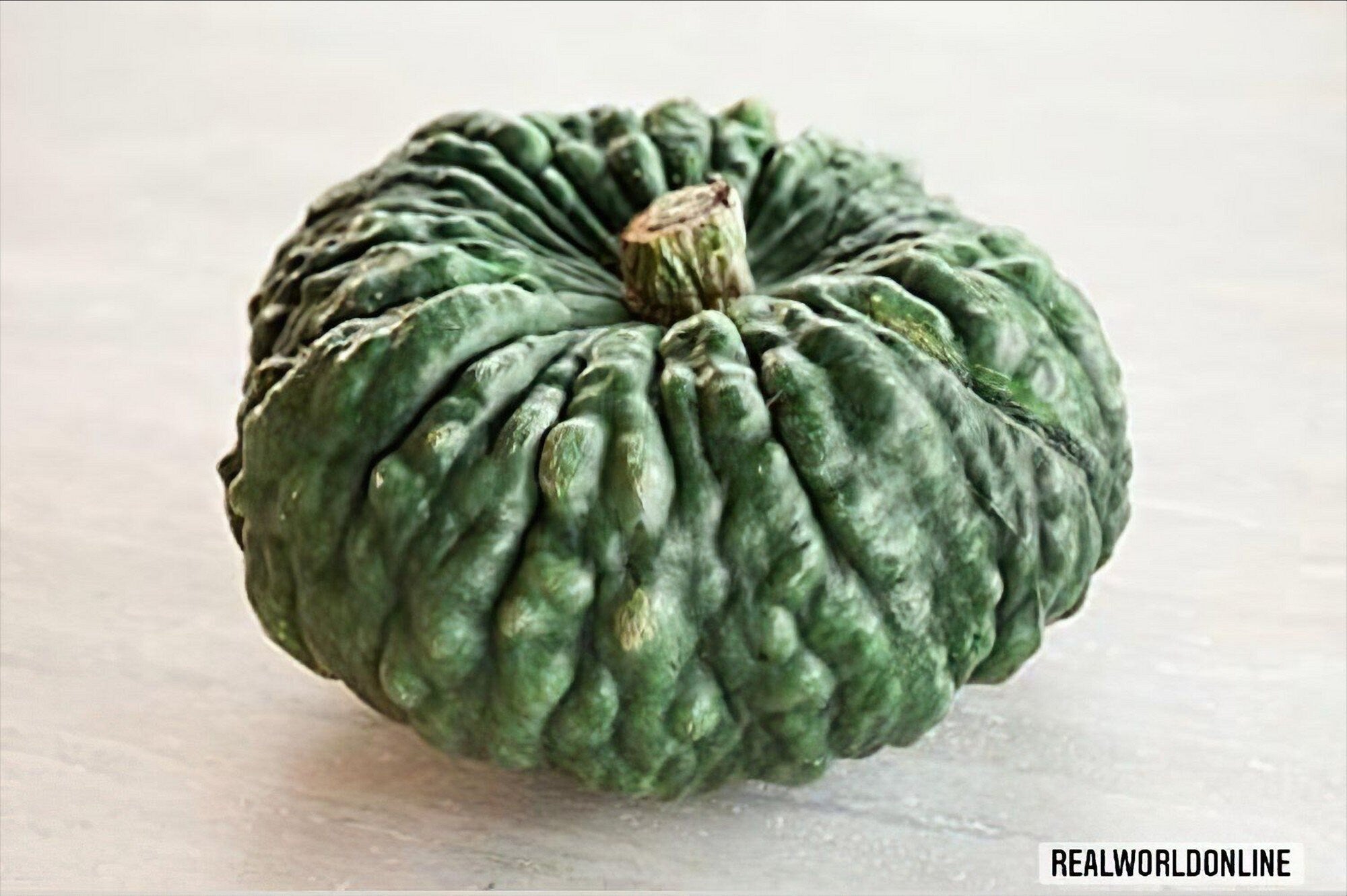 15 semi rari di ZUCCA marina di CHIOGGIA-qualita' vigorosa + gratis seeds rare - alta qualità semi selezionati - pianta ornamentale top