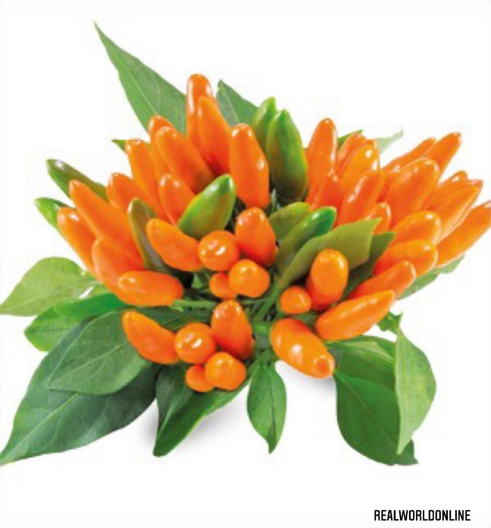50 Semi di PEPERONCINO Stromboli + gratis seeds rare chili - alta qualità semi selezionati - pianta ornamentale top