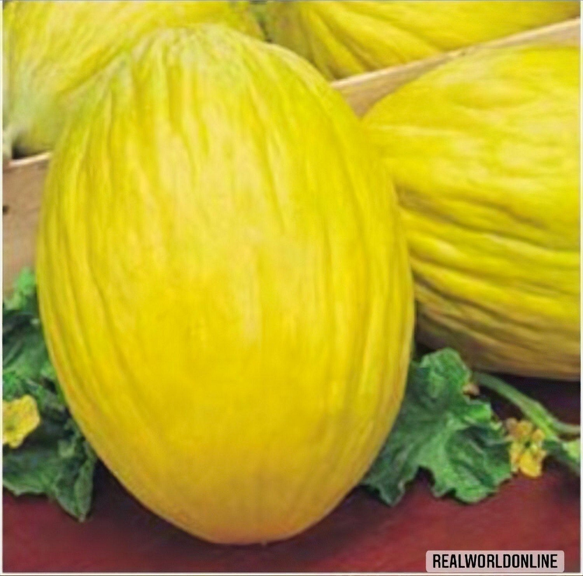 50 Semi MELONE Giallo di Cosenza o Napoletano + gratis seeds rare - alta qualità semi selezionati - pianta ornamentale top