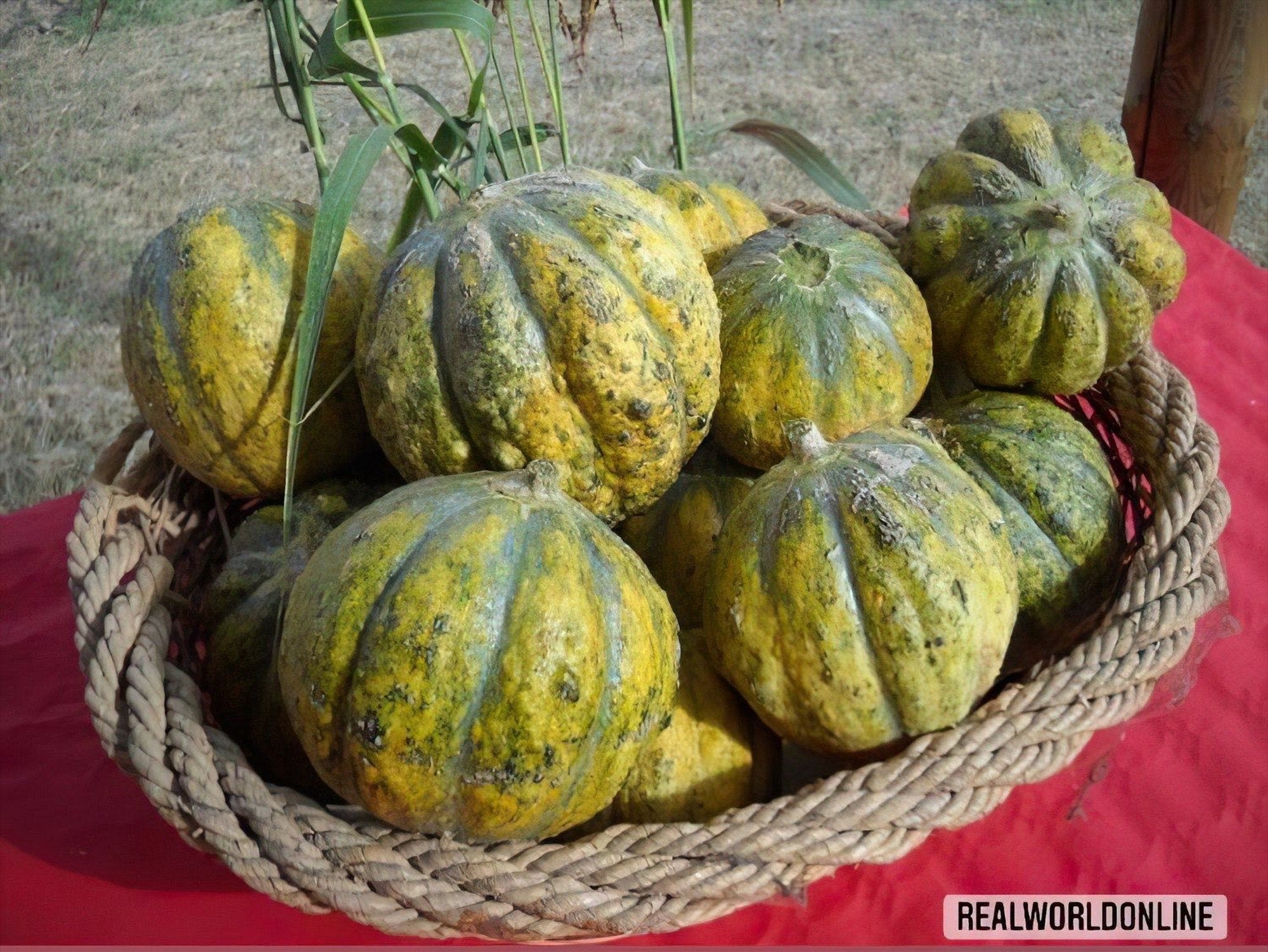20 Semi MELONE Zatta + gratis seeds rare - alta qualità semi selezionati - pianta ornamentale top
