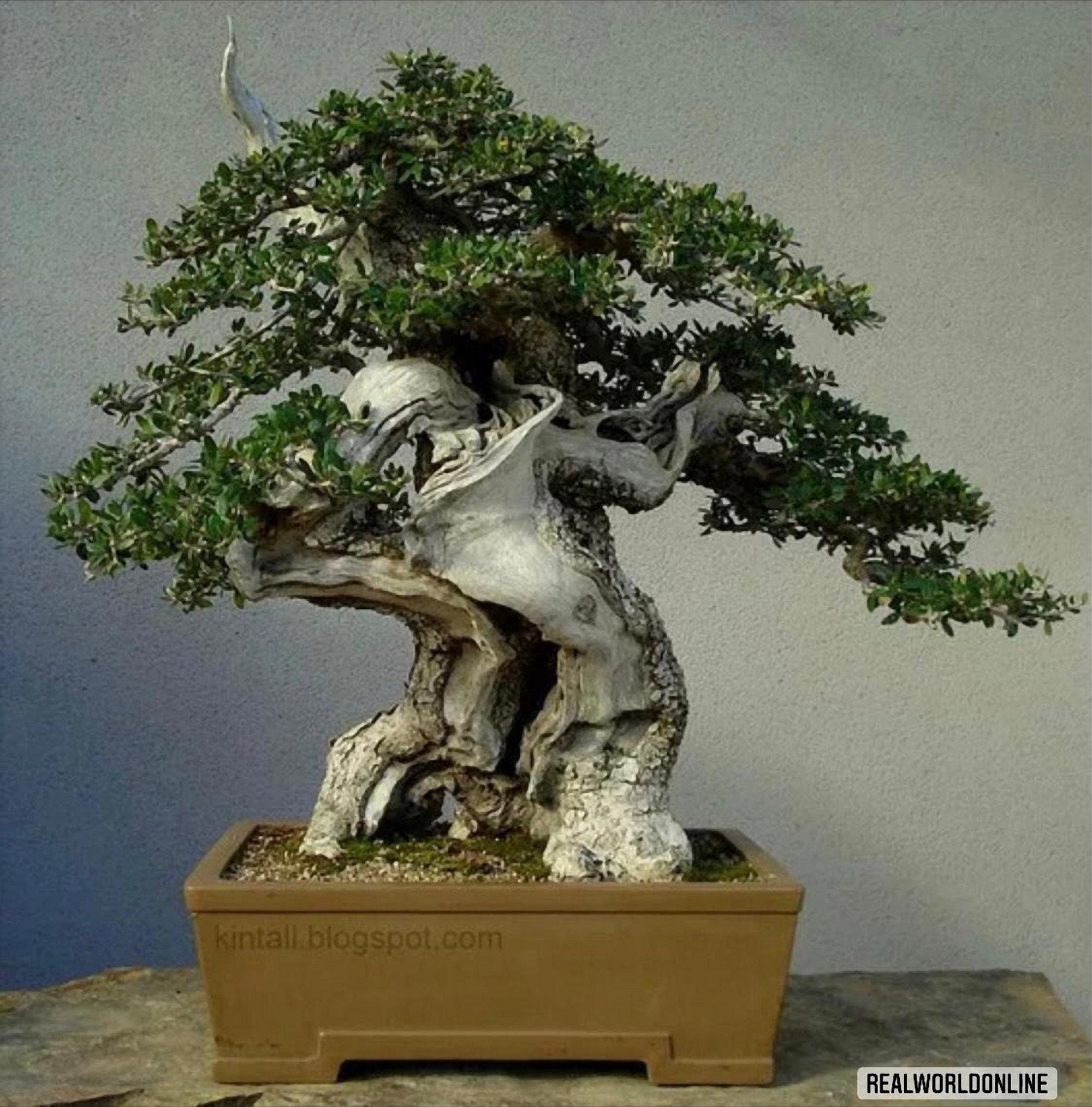 15 semi OLEA EUROPAEA BONSAI + gratis seeds rare chili - alta qualità semi selezionati - pianta ornamentale top