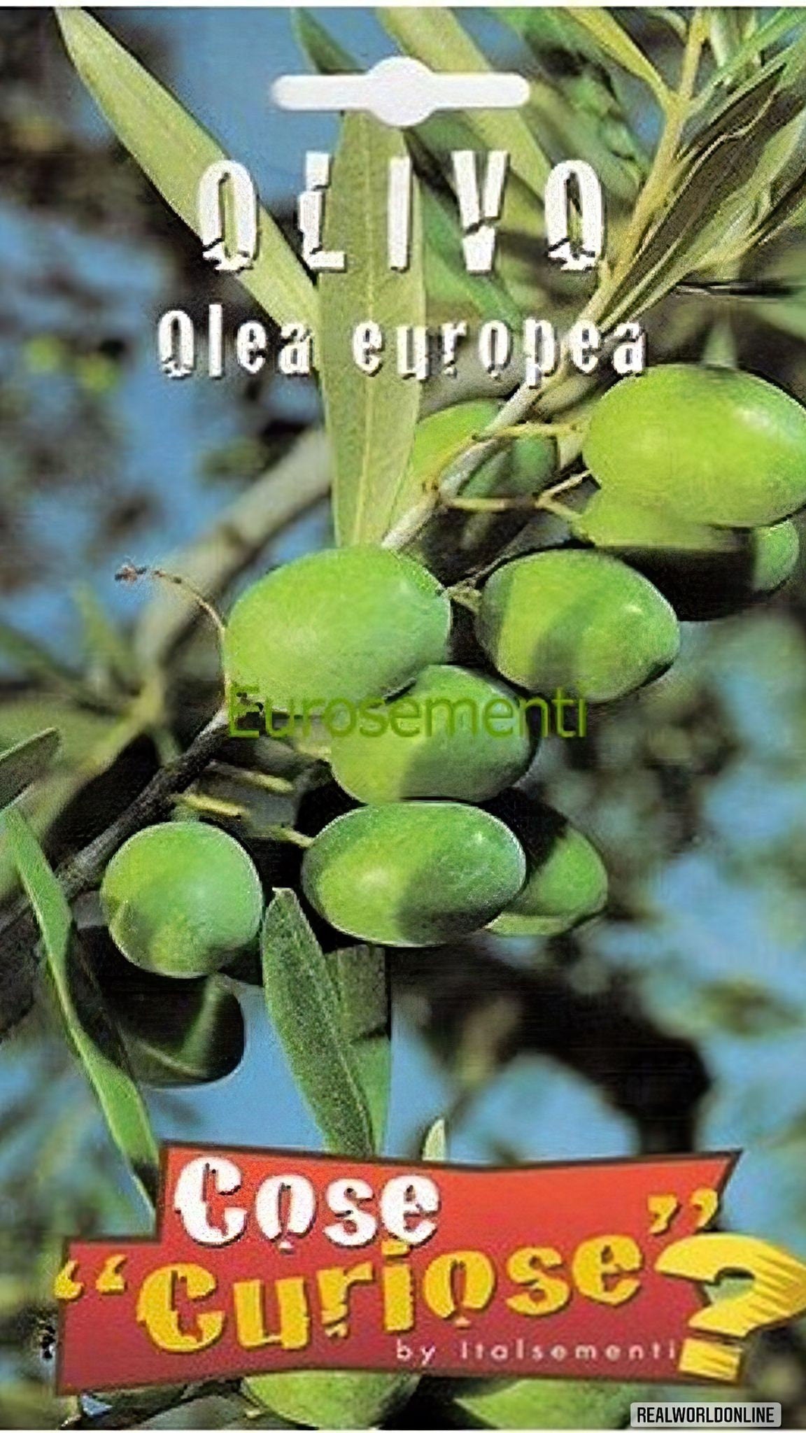 15 semi di ULIVO-olive OLEA EUROPAEA  + gratis seeds rare - alta qualità semi selezionati - pianta ornamentale top