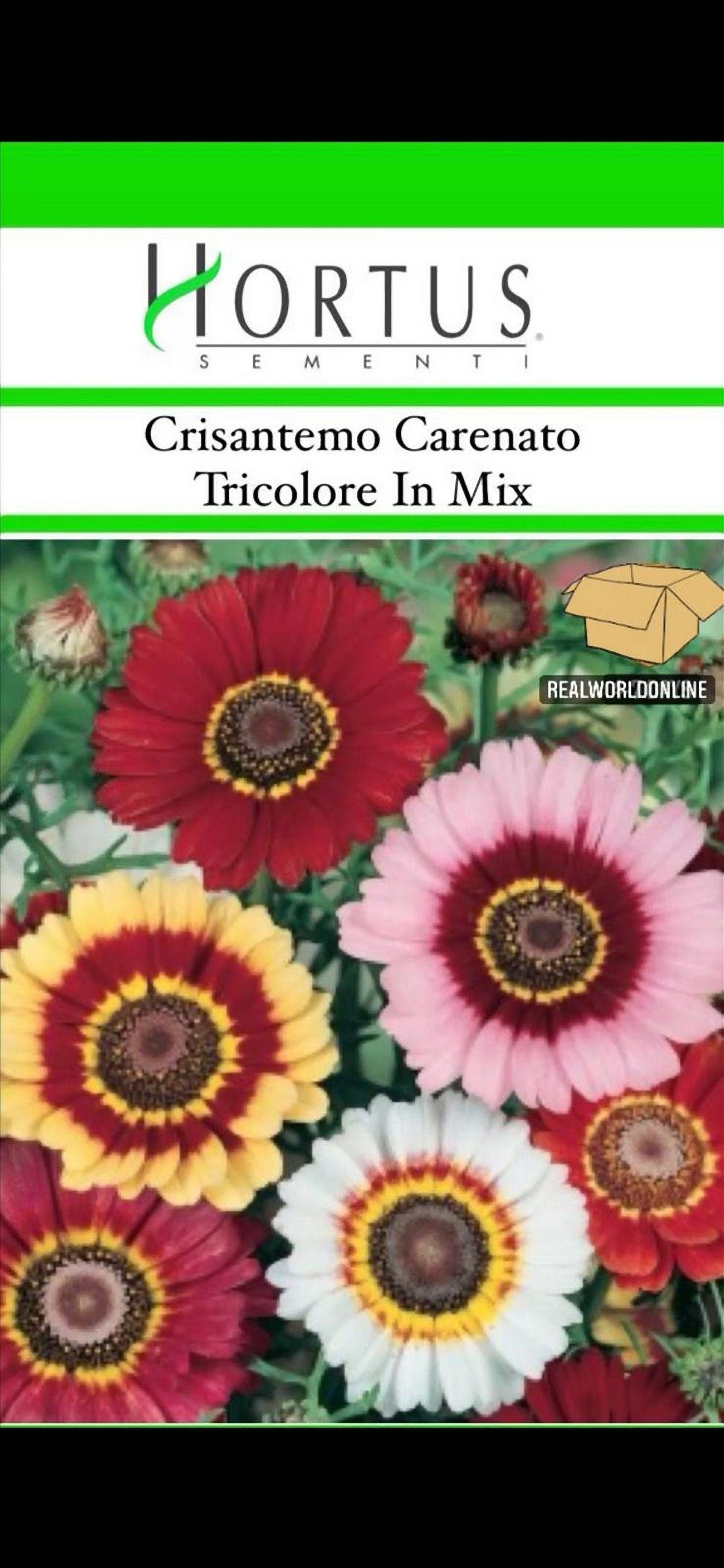 Semi HORTUS di CRISANTEMO carenato tricolore doppio in mix - GIGANTE - Selezionati - Hortus Sementi - Alta Germinabilità - Semi Rari
