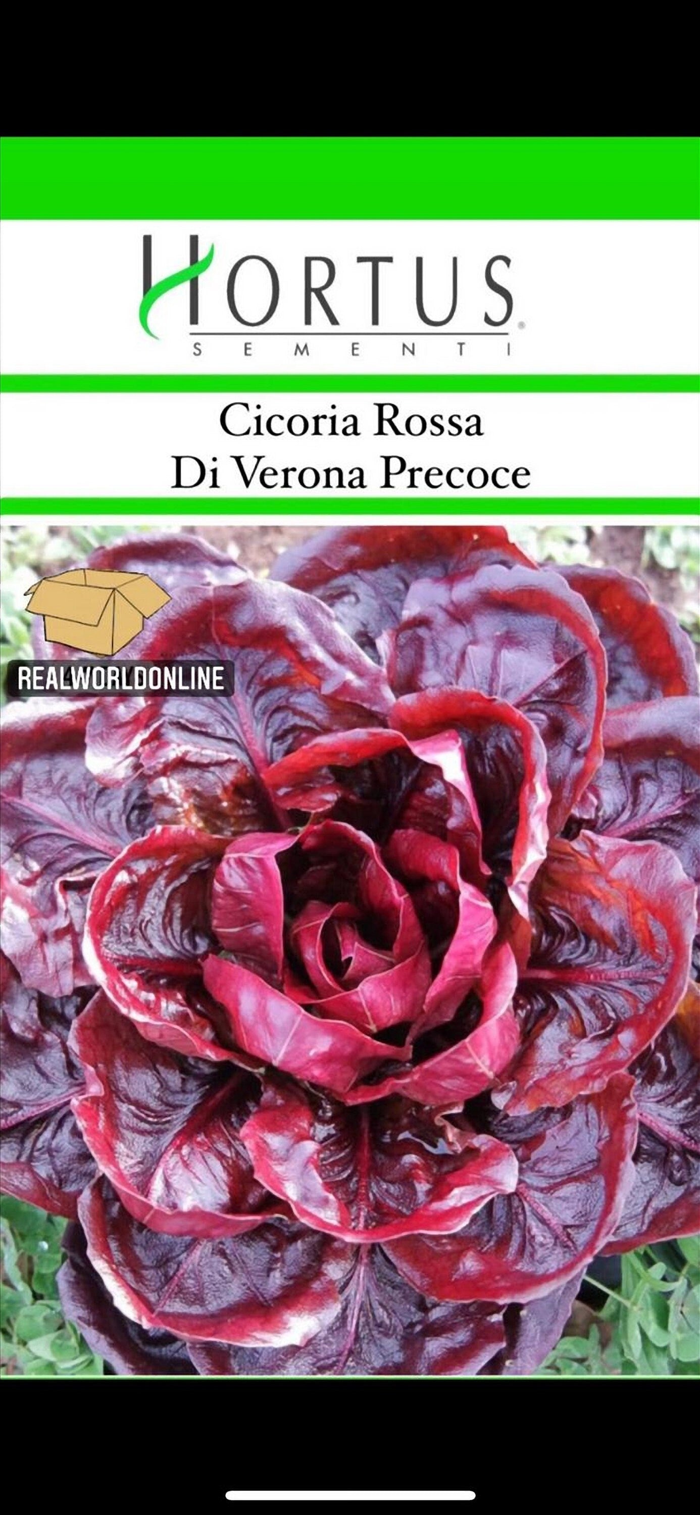 Semi HORTUS di CICORIA ROSSA di verona precoce - gigante - Selezionati - Hortus Sementi - Alta Germinabilità - Semi Rari