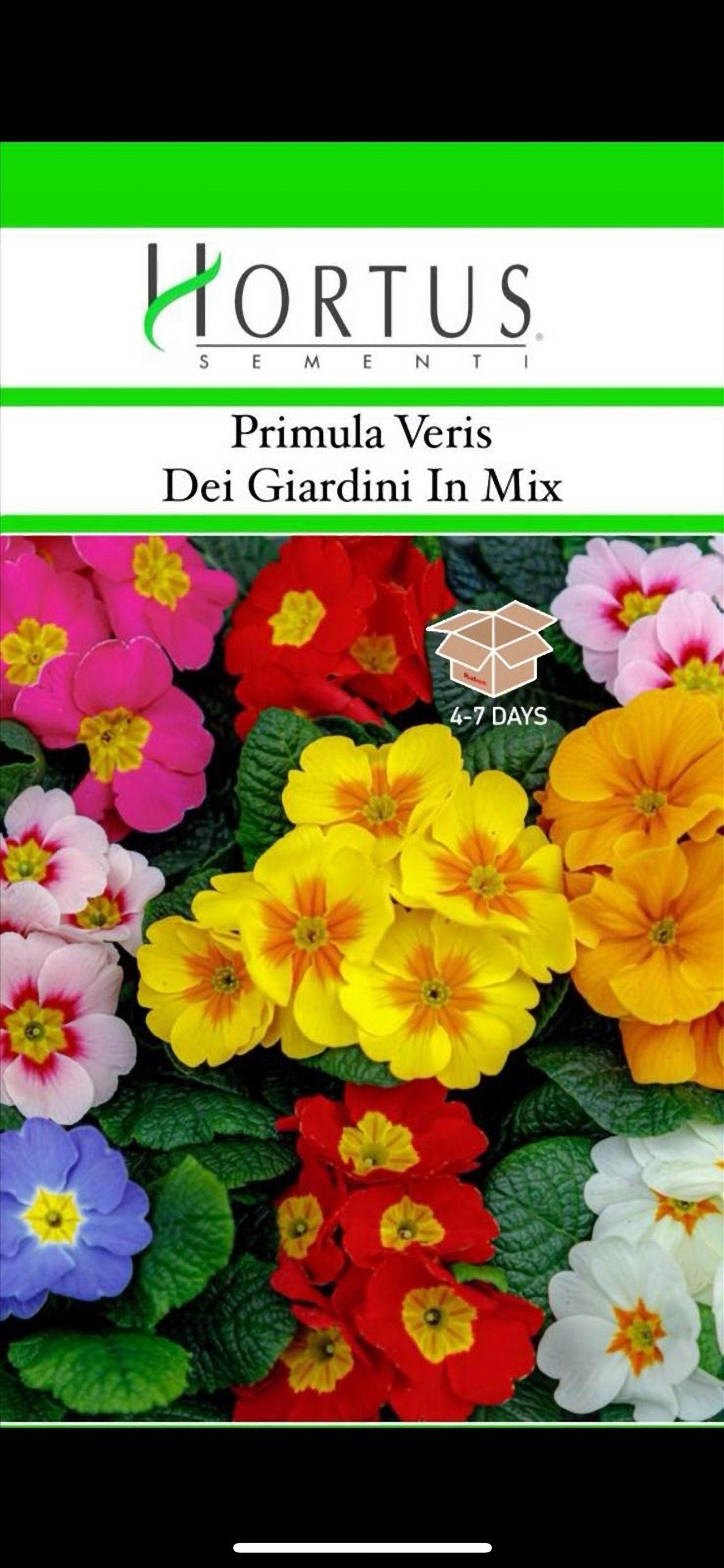 Semi HORTUS di PRIMULA VERIS dei giardini in mix - rarissimo  - gigante - Selezionati - Hortus Sementi - Alta Germinabilità - Semi Rari