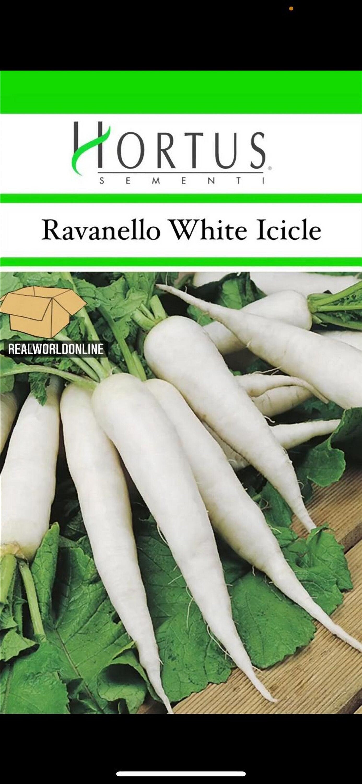 Semi HORTUS di RAVANELLO WHITE raro  - rarissimo  - gigante - Selezionati - Hortus Sementi - Alta Germinabilità - Semi Rari