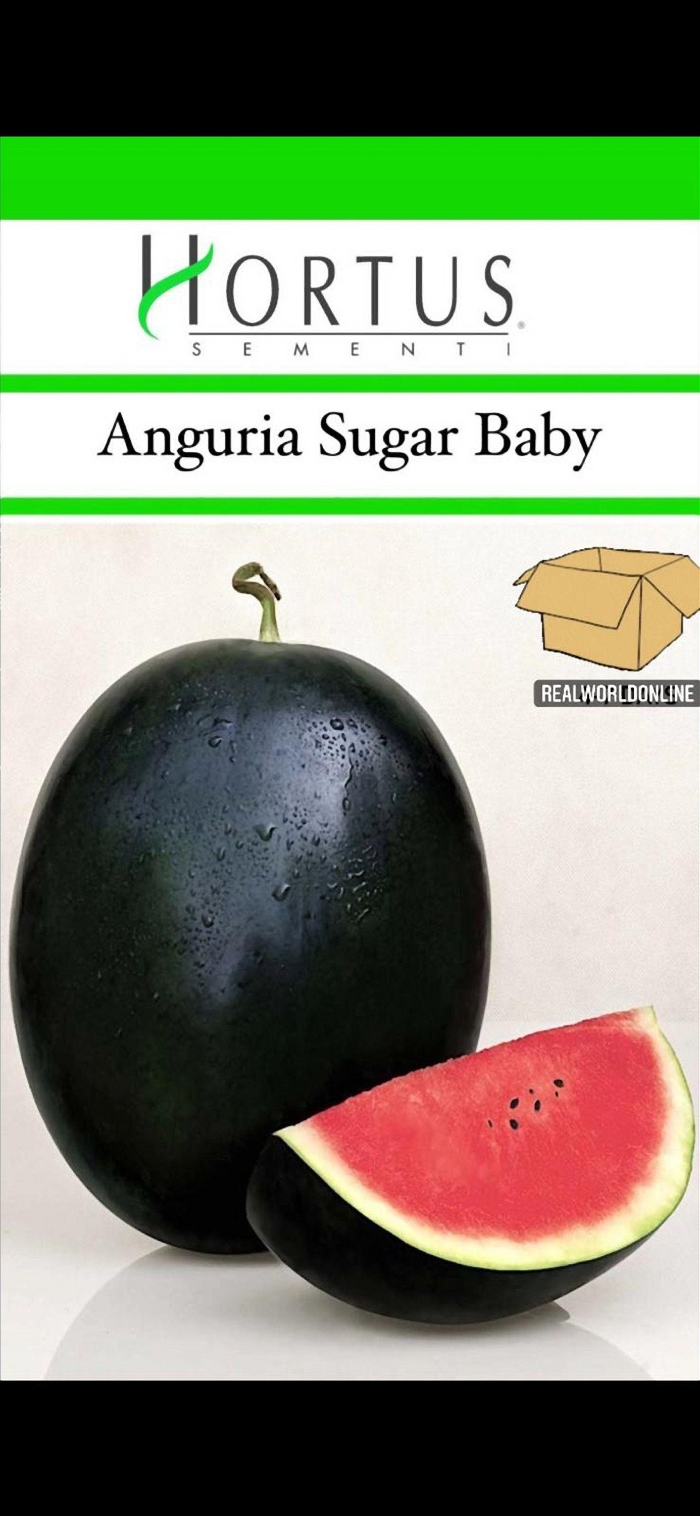 Semi HORTUS di ANGURIA SUGAR baby raro  - rarissimo  - gigante - Selezionati - Hortus Sementi - Alta Germinabilità - Semi Rari