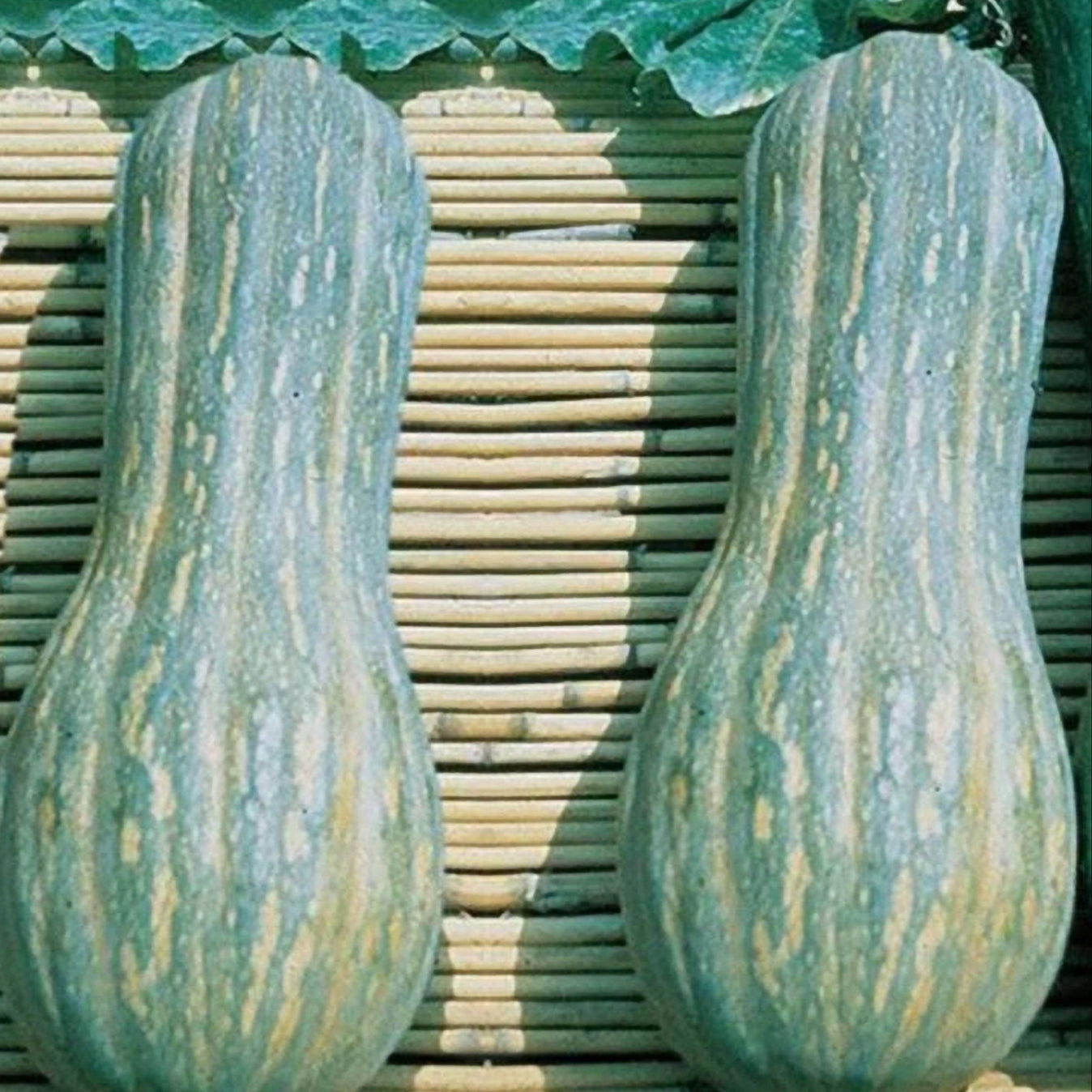 Semi HORTUS di ZUCCA LUNGA invernale di napoli  - rarissimo  - gigante - Selezionati - Hortus Sementi - Alta Germinabilità - Semi Rari