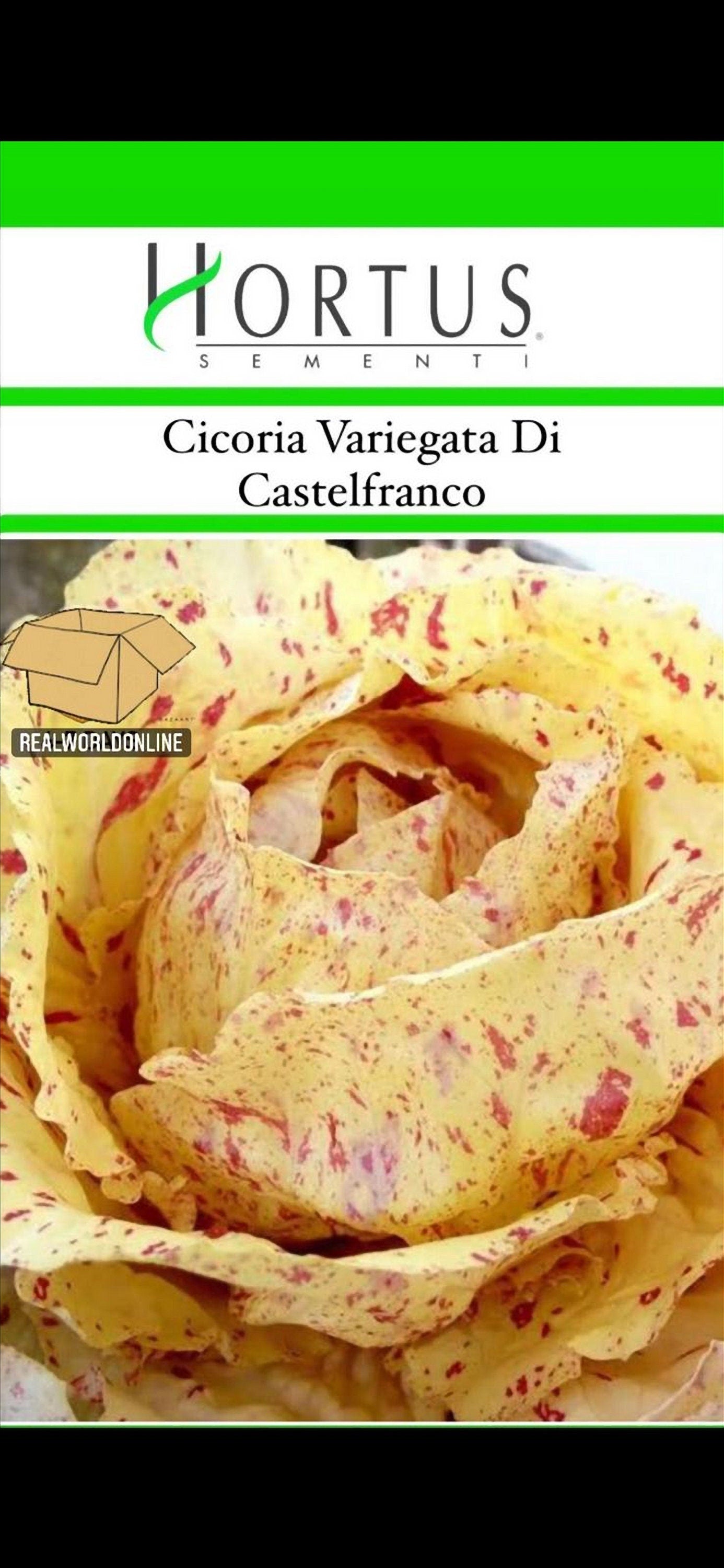 Semi HORTUS di CICORIA variegata di castel franco - GIGANTE - Selezionati - Hortus Sementi - Alta Germinabilità - Semi Rari