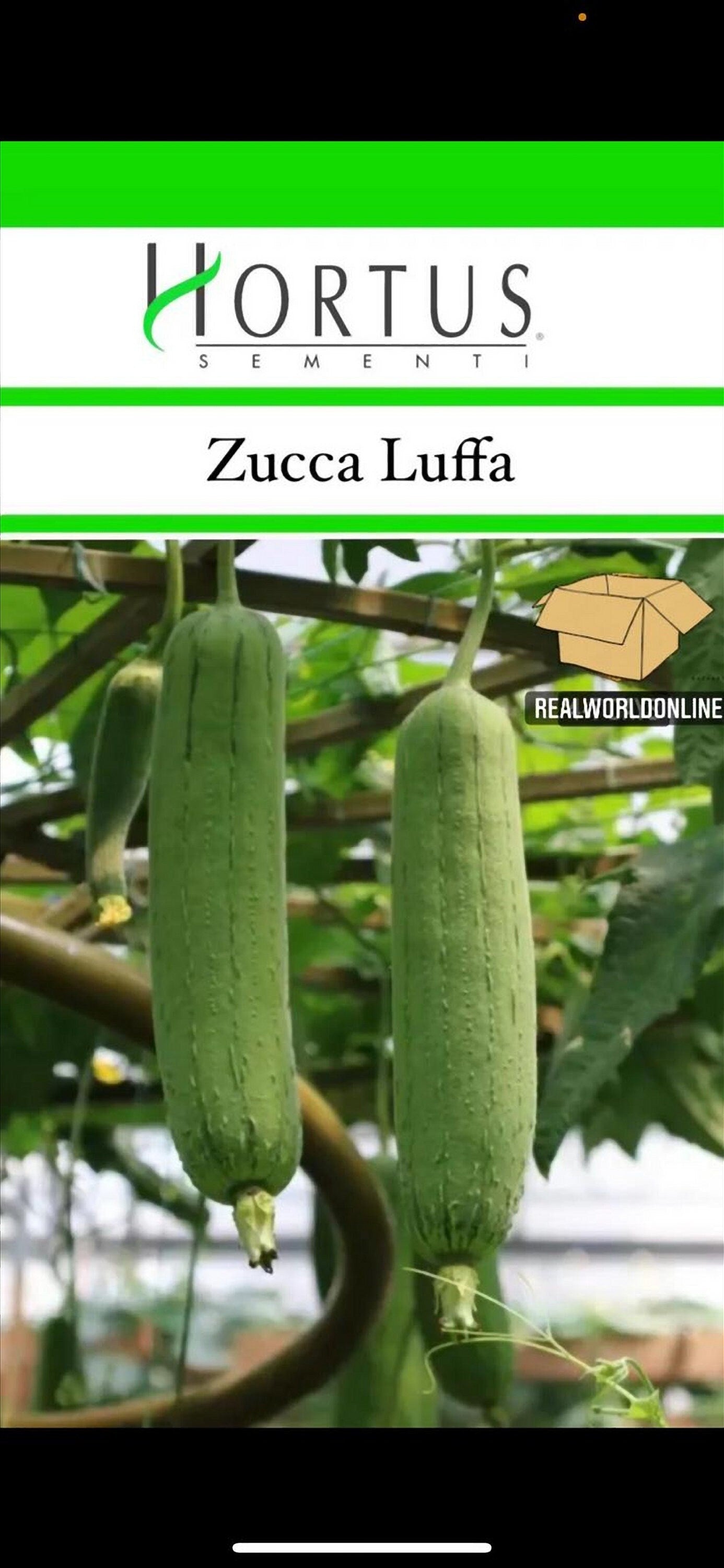 Semi HORTUS di ZUCCA luffa - GIGANTE - Selezionati - Hortus Sementi - Alta Germinabilità - Semi Rari