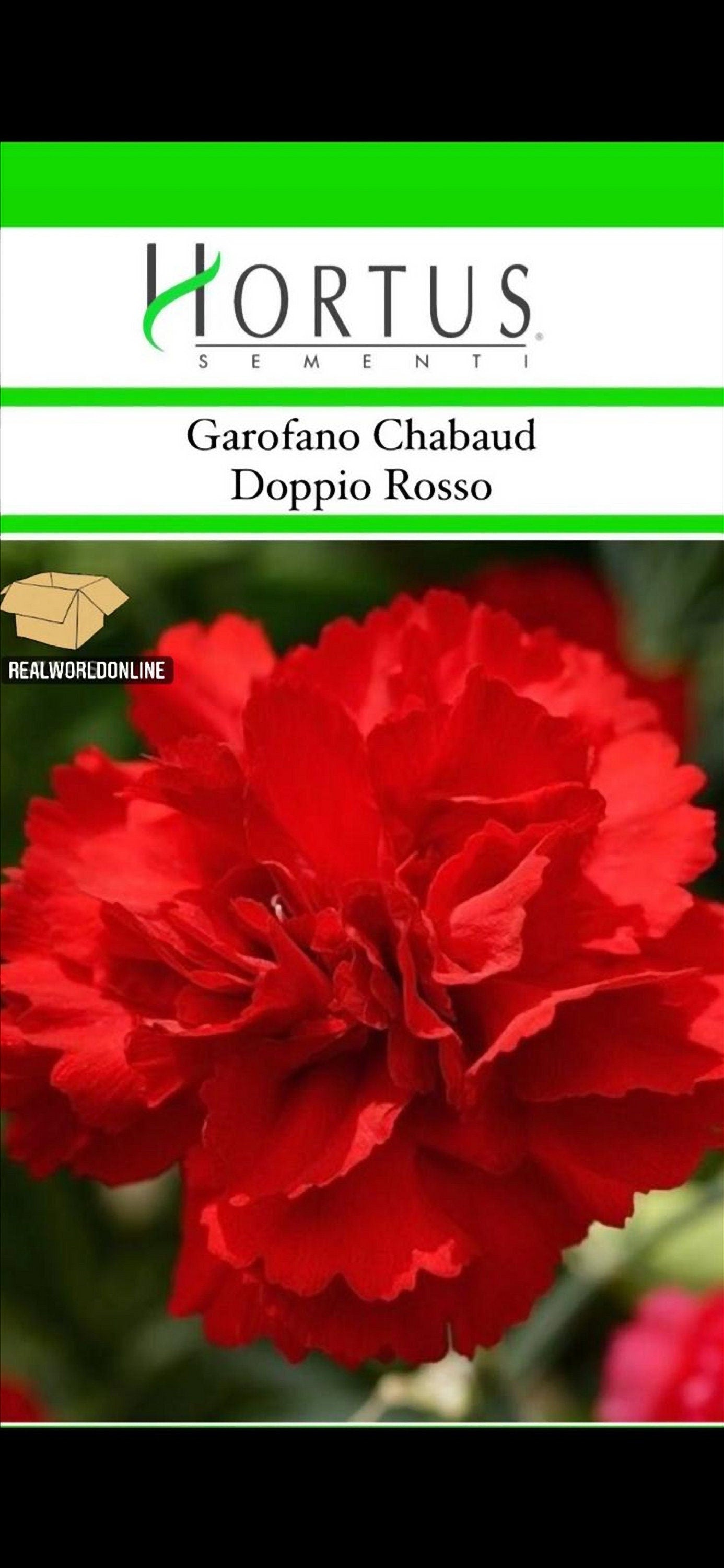 Semi HORTUS di GAROFANO chabaud doppio rosso  - GIGANTE - Selezionati - Hortus Sementi - Alta Germinabilità - Semi Rari