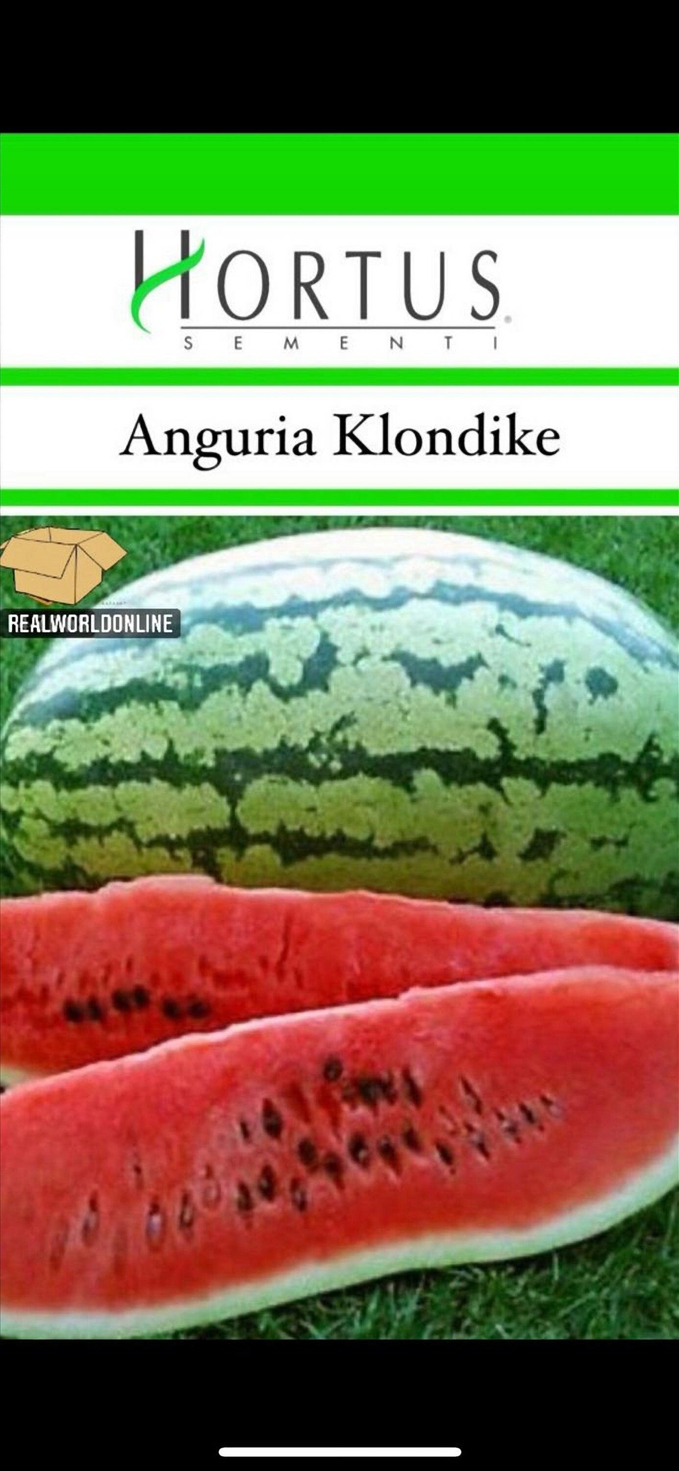Semi HORTUS di MELONE KLONDIKE   - gigante - Selezionati - Hortus Sementi - Alta Germinabilità - Semi Rari