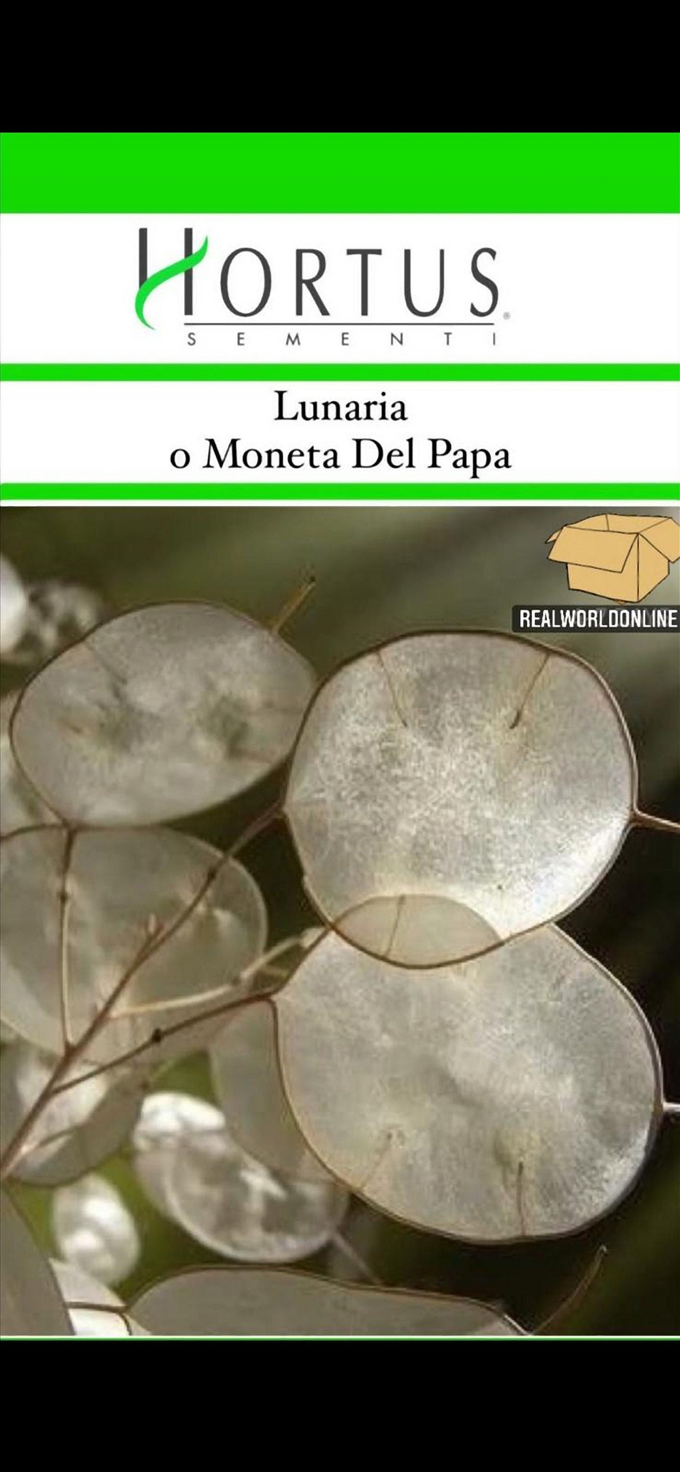 Semi HORTUS di LUNARIA o MONETA del papa  - gigante - Selezionati - Hortus Sementi - Alta Germinabilità - Semi Rari