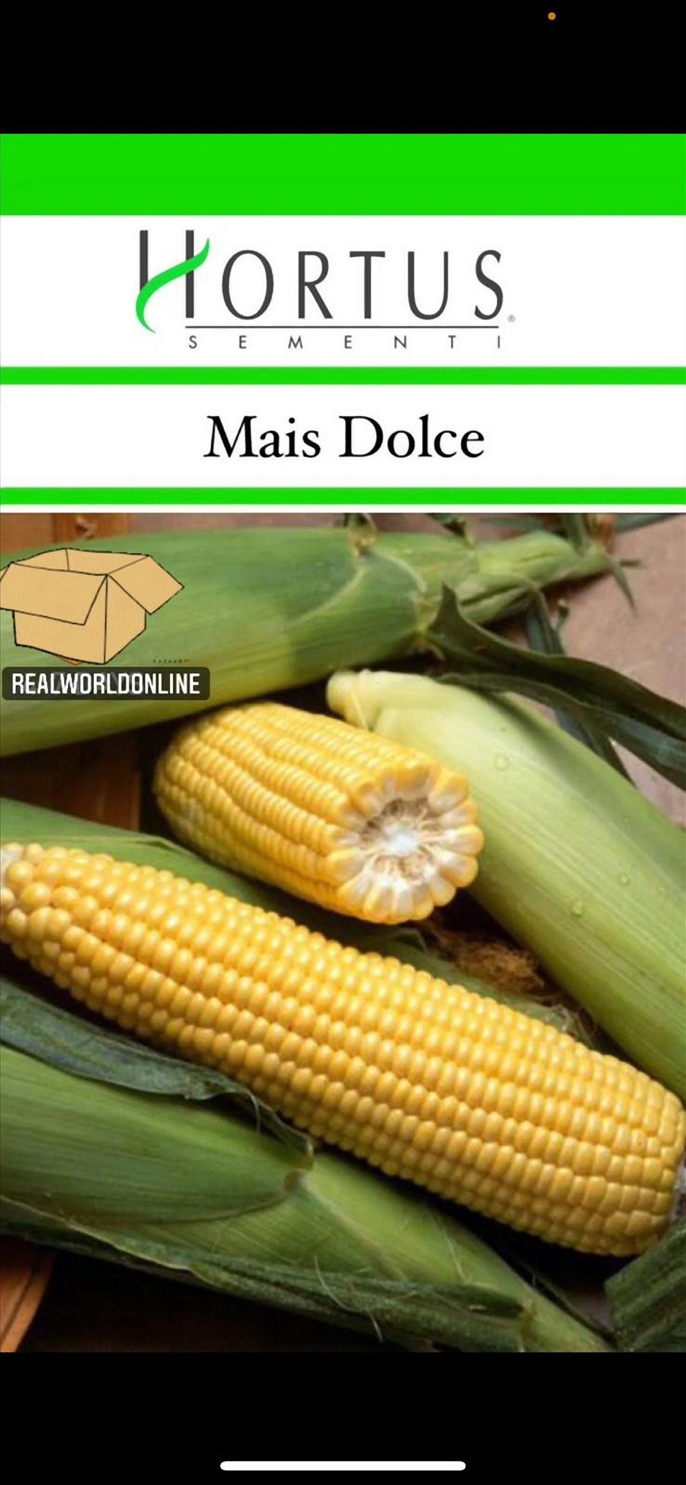 Semi HORTUS di MAIS DOLCE raro  - rarissimo  - gigante - Selezionati - Hortus Sementi - Alta Germinabilità - Semi Rari