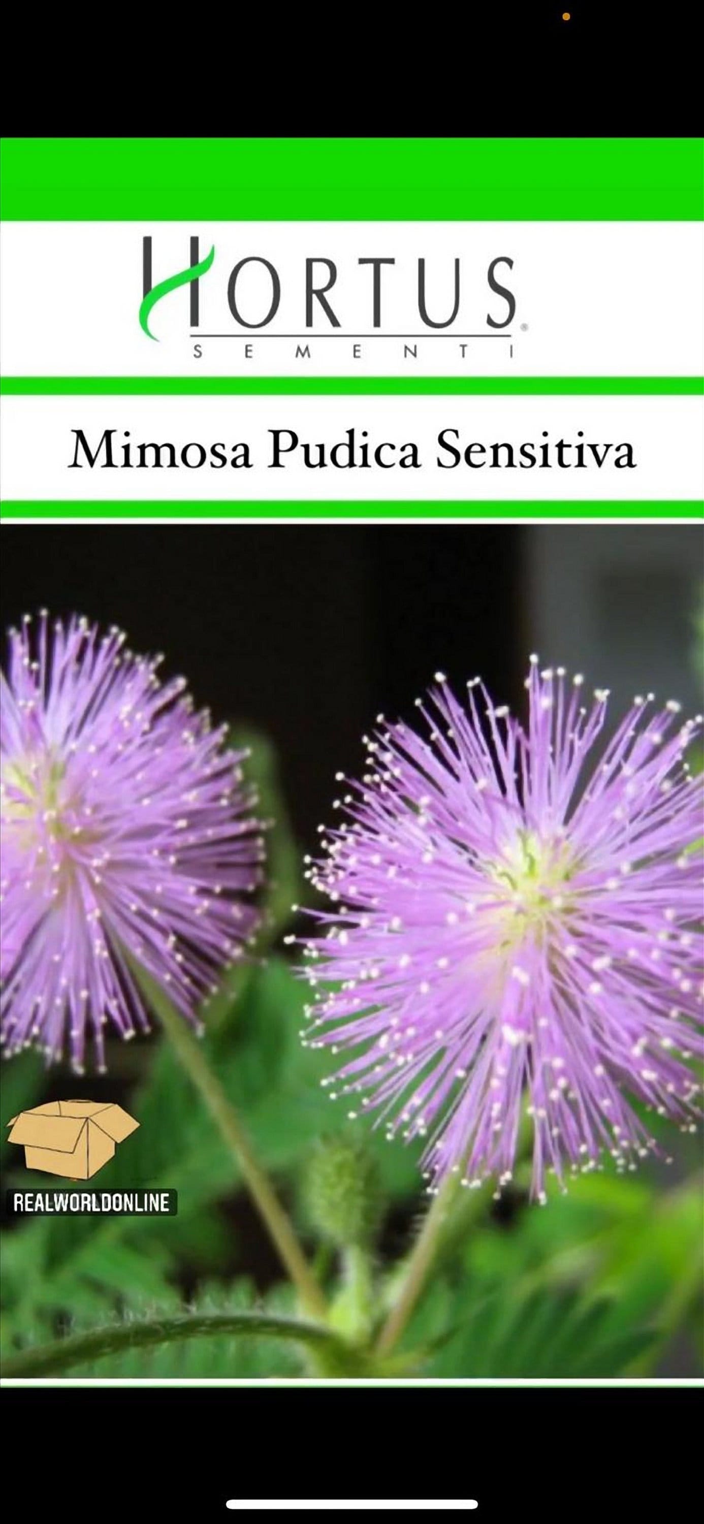 Semi HORTUS di MIMOSA pudica SENSITIVA  - rarissimo  - gigante - Selezionati - Hortus Sementi - Alta Germinabilità - Semi Rari
