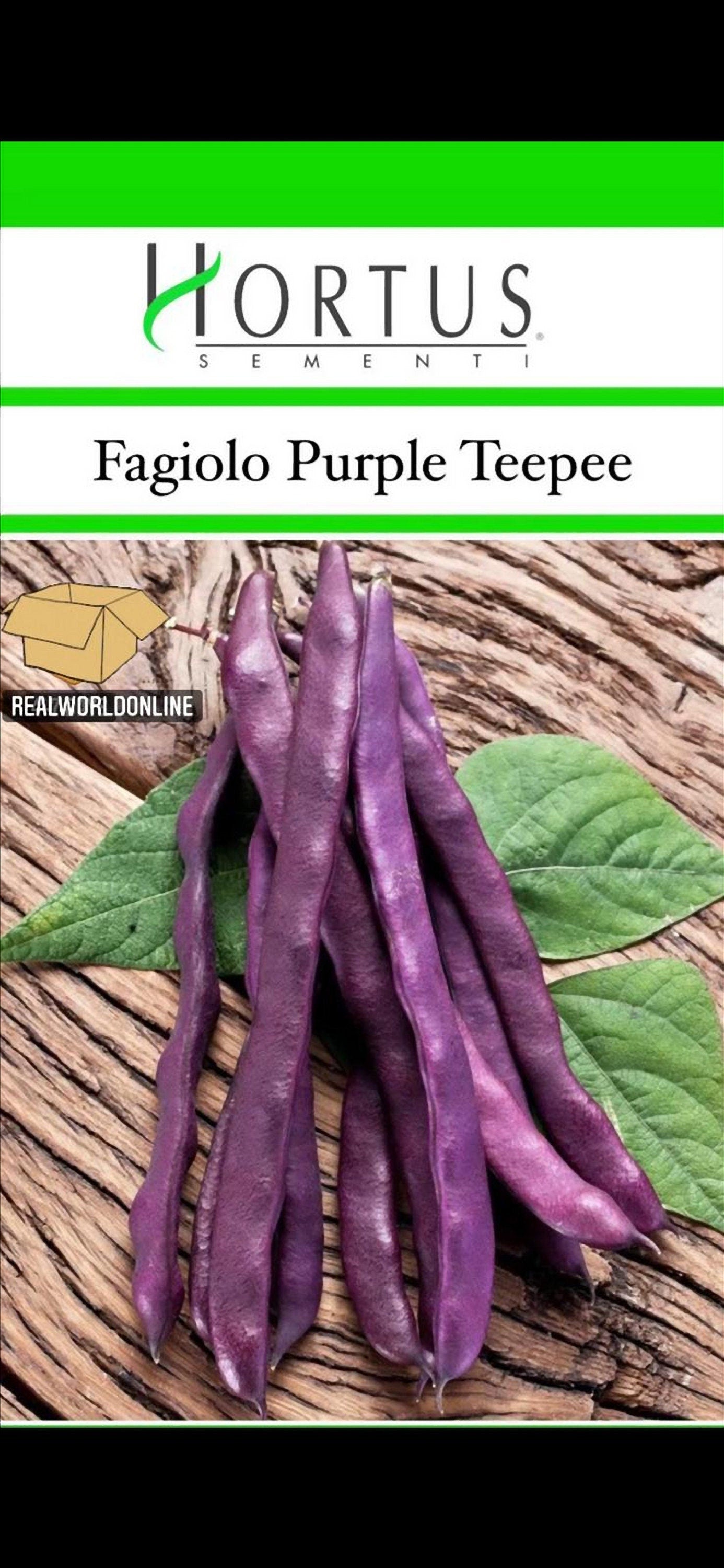 Semi HORTUS di FAGIOLO VIOLA purple teepee  - rarissimo  - gigante - Selezionati - Hortus Sementi - Alta Germinabilità - Semi Rari